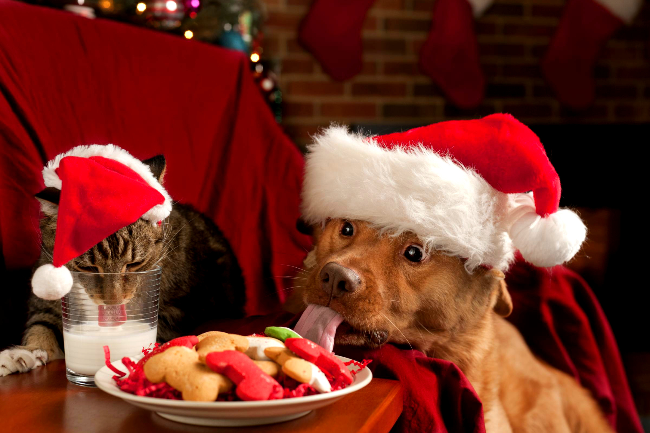 Завантажити шпалери безкоштовно Різдво, Печиво, Кішка, Пес, Тварина, Капелюх Діда Мороза, Кіт Пес картинка на робочий стіл ПК