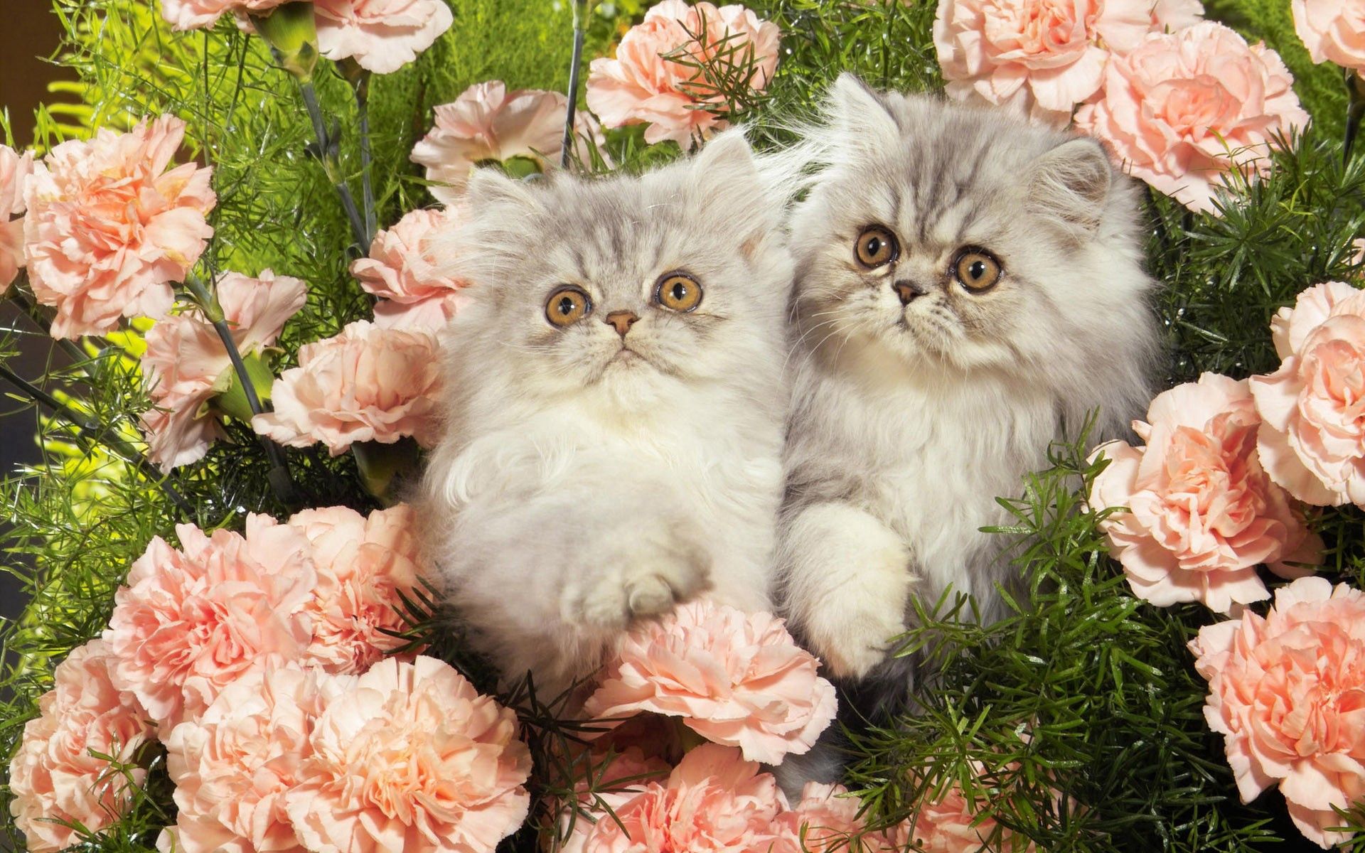 animals, flowers, grass, fluffy, kittens HD for desktop 1080p