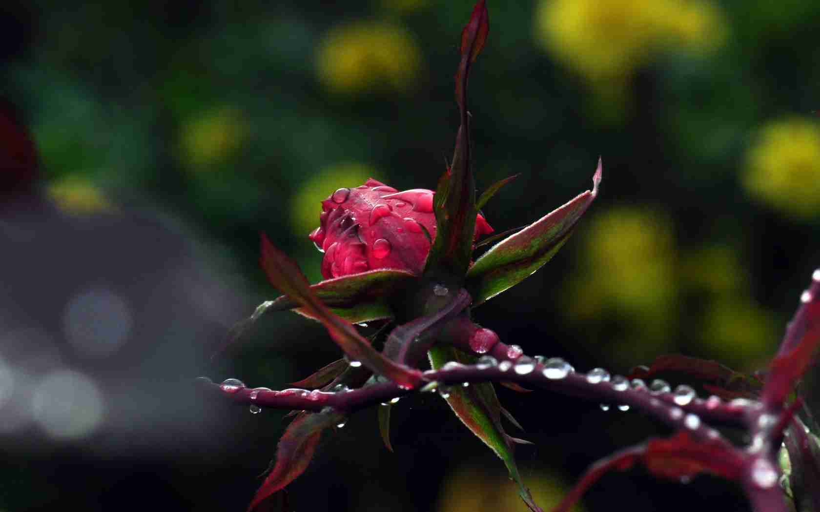 Descarga gratuita de fondo de pantalla para móvil de Flores, Flor, Tierra/naturaleza.