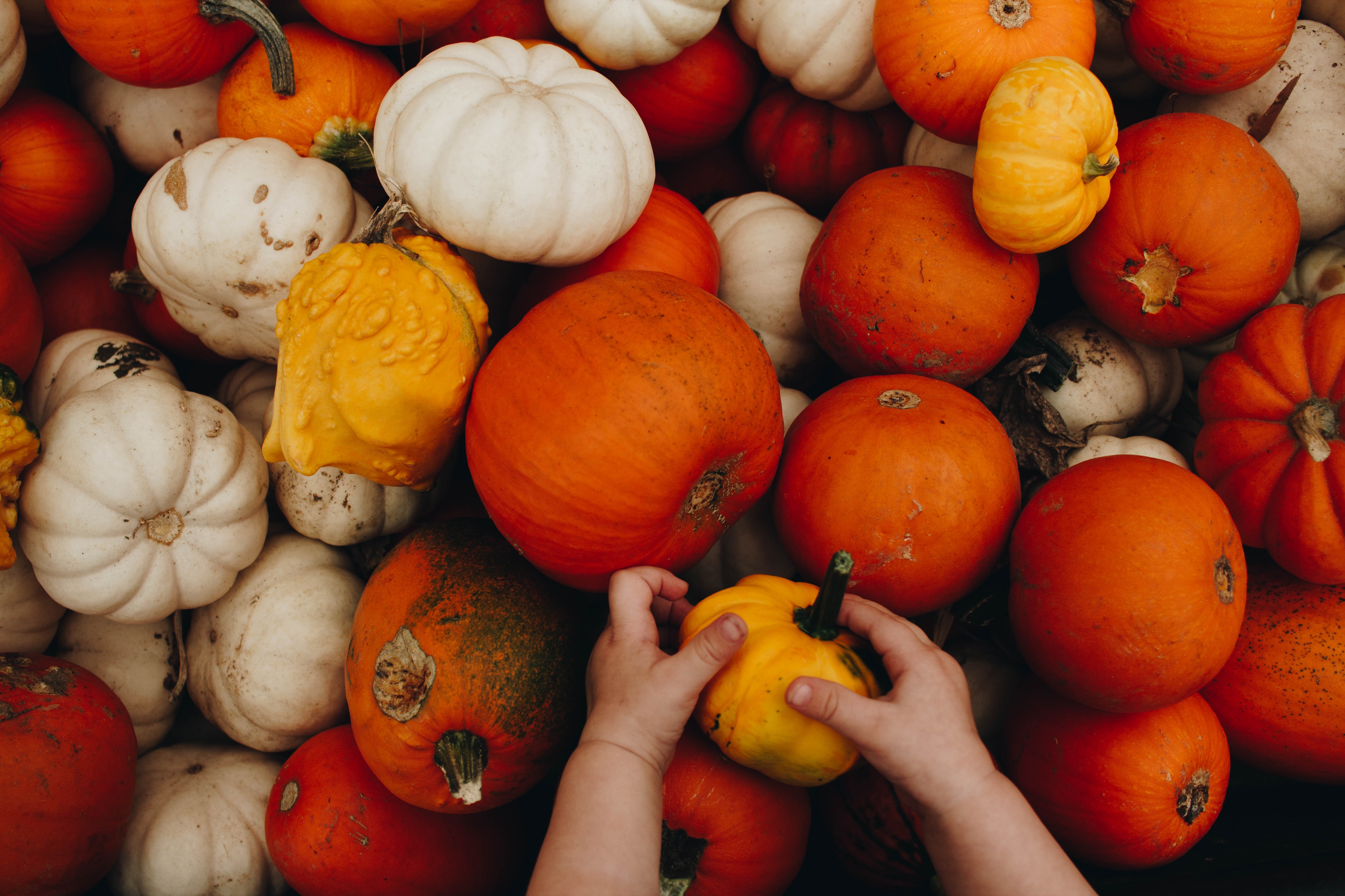 Free download wallpaper Food, Hands, Child, Autumn, Pumpkin on your PC desktop