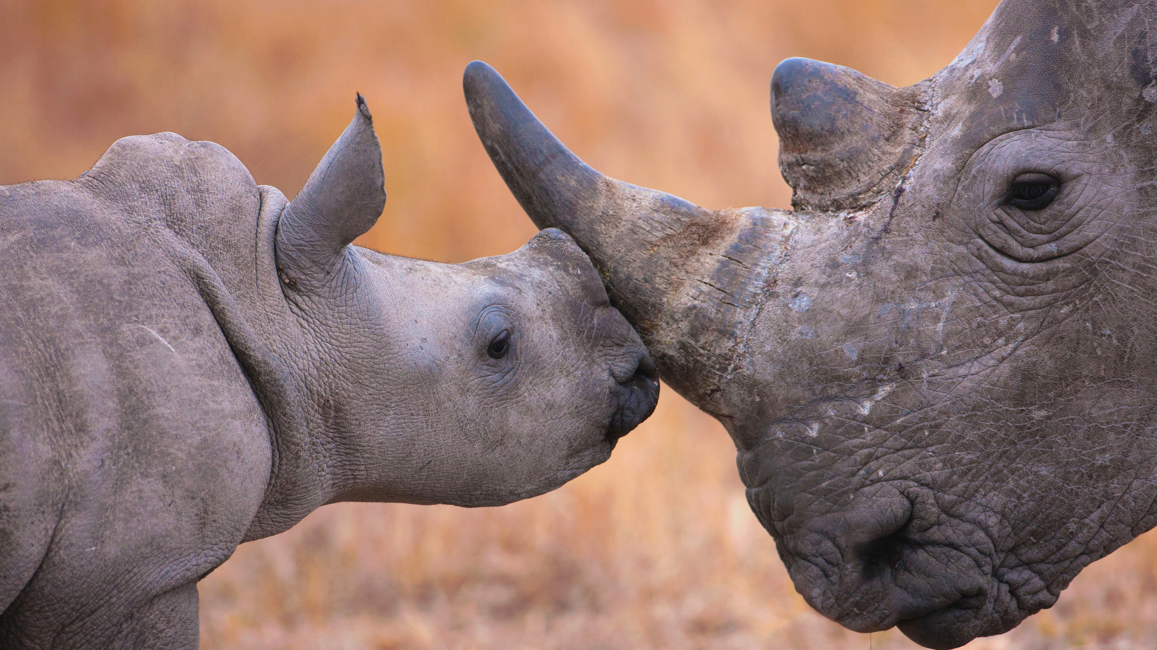 1521371 descargar fondo de pantalla animales, rinoceronte: protectores de pantalla e imágenes gratis