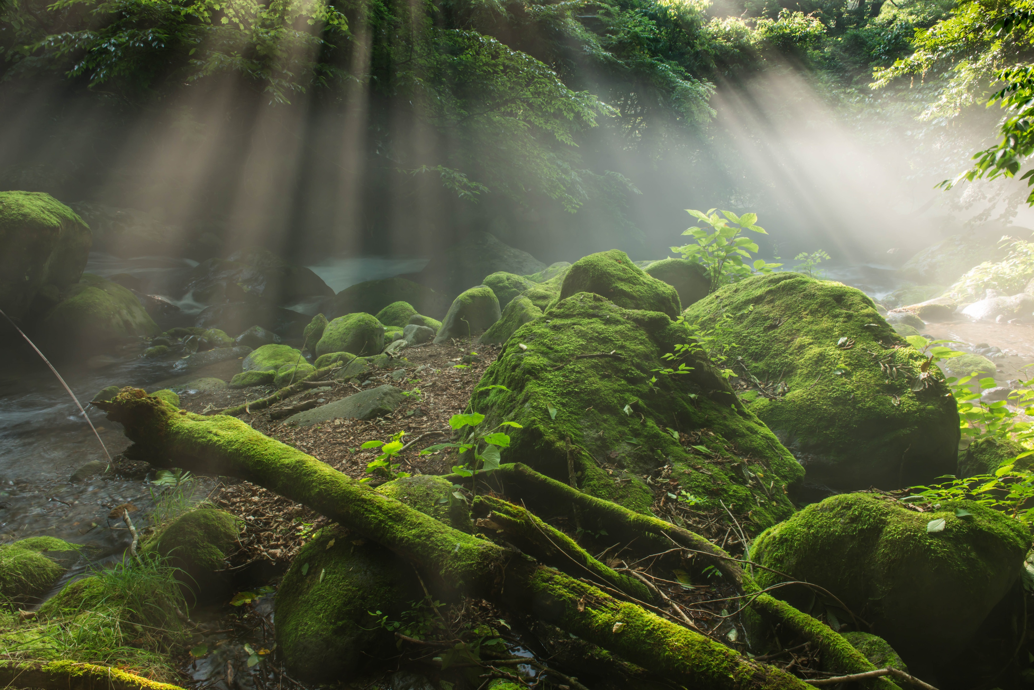 Free download wallpaper Nature, Earth, Moss, Sunbeam, Greenery on your PC desktop