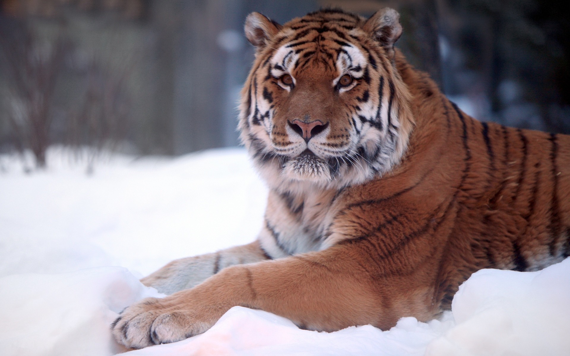 11065 descargar imagen tigres, animales: fondos de pantalla y protectores de pantalla gratis