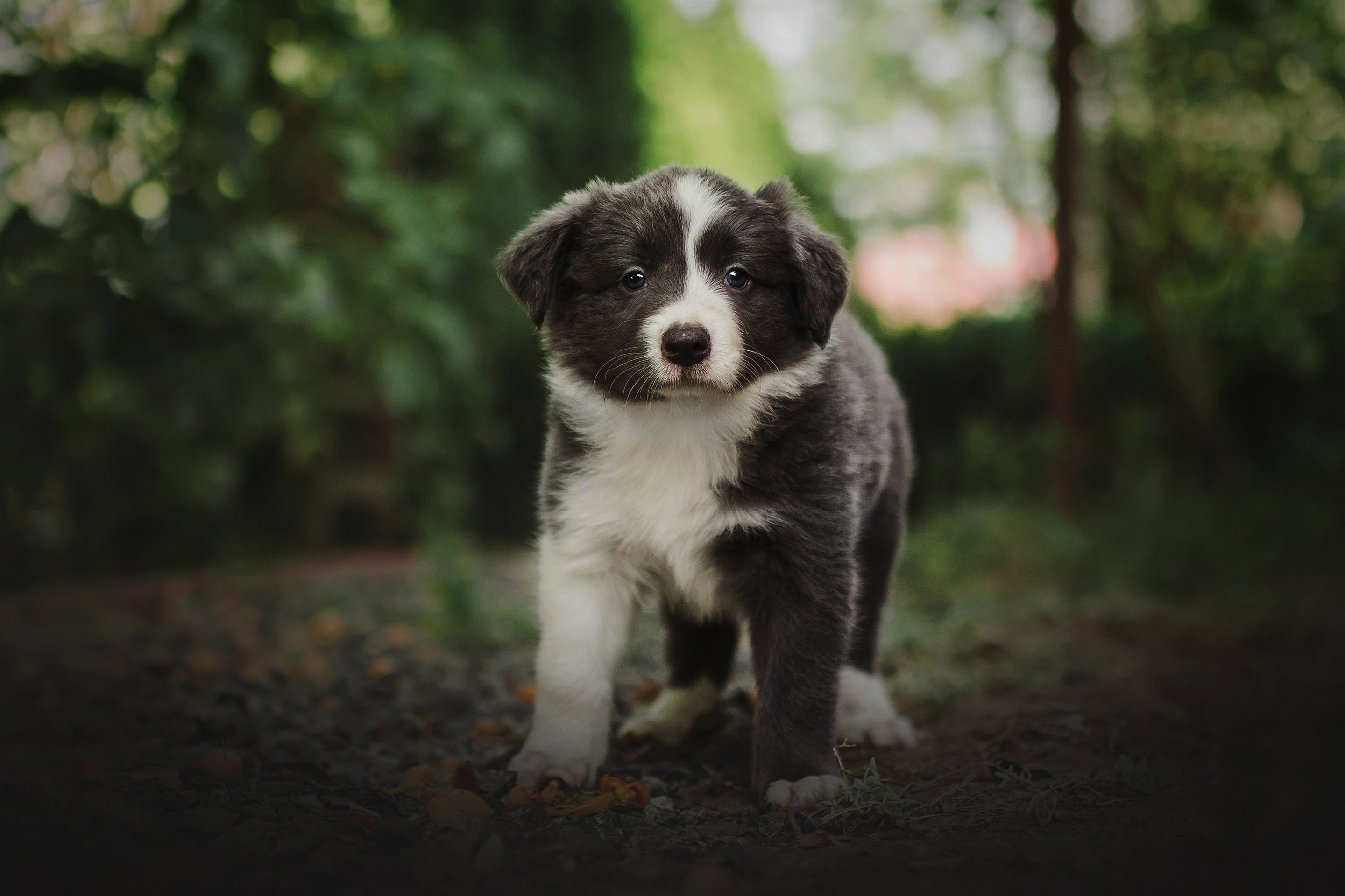Download mobile wallpaper Dogs, Dog, Animal, Puppy, Australian Shepherd, Baby Animal for free.