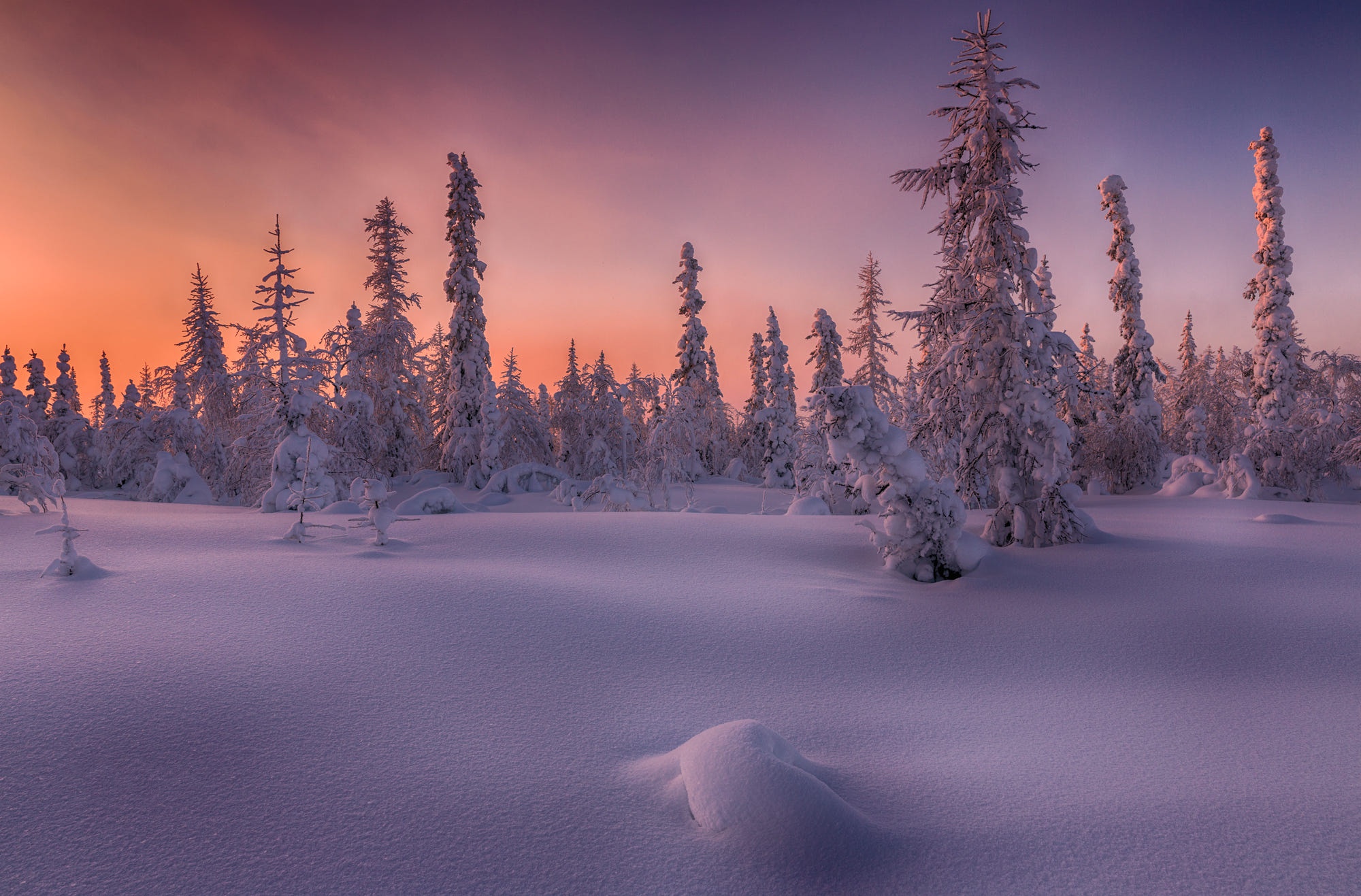 Download mobile wallpaper Winter, Sunset, Sky, Snow, Forest, Earth, Fir Tree for free.