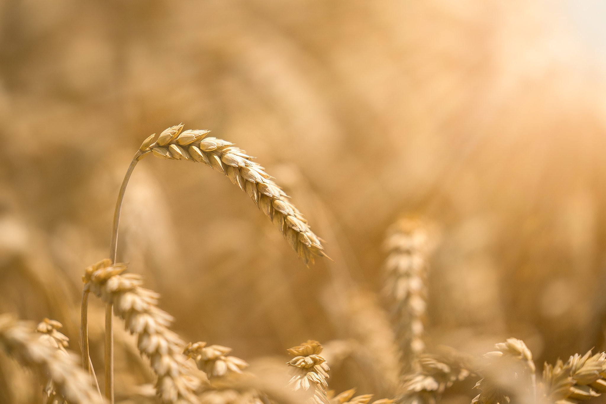 Free download wallpaper Summer, Wheat, Blur, Close Up, Earth on your PC desktop