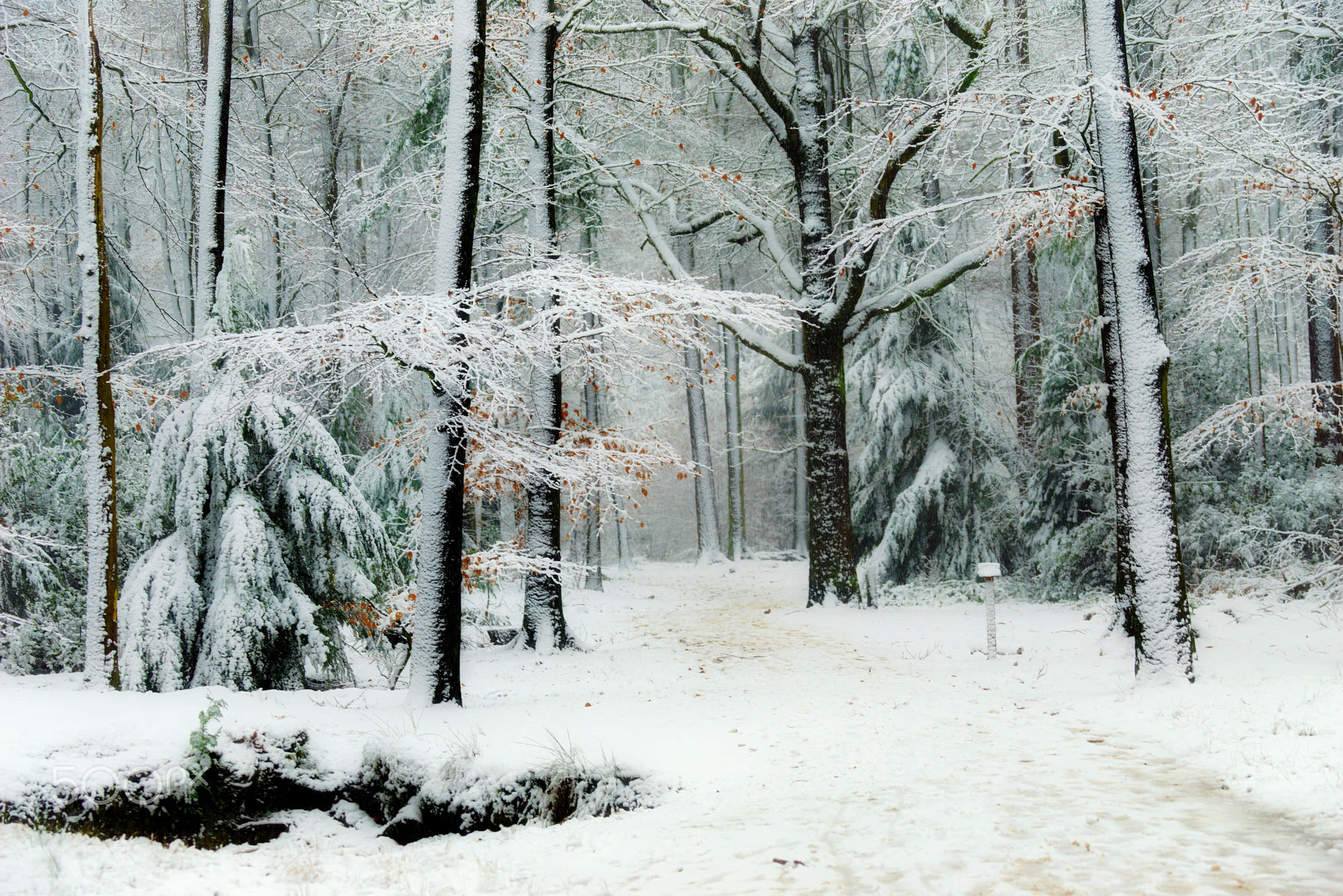 Free download wallpaper Winter, Snow, Forest, Earth on your PC desktop