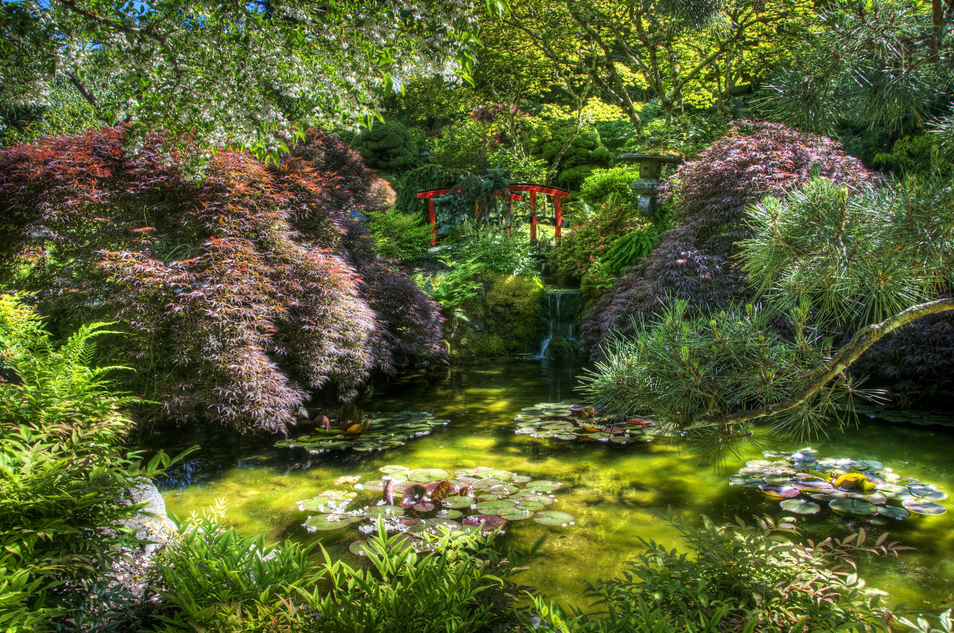 nature, water lilies, green, vegetation, shadow, bridge, pond
