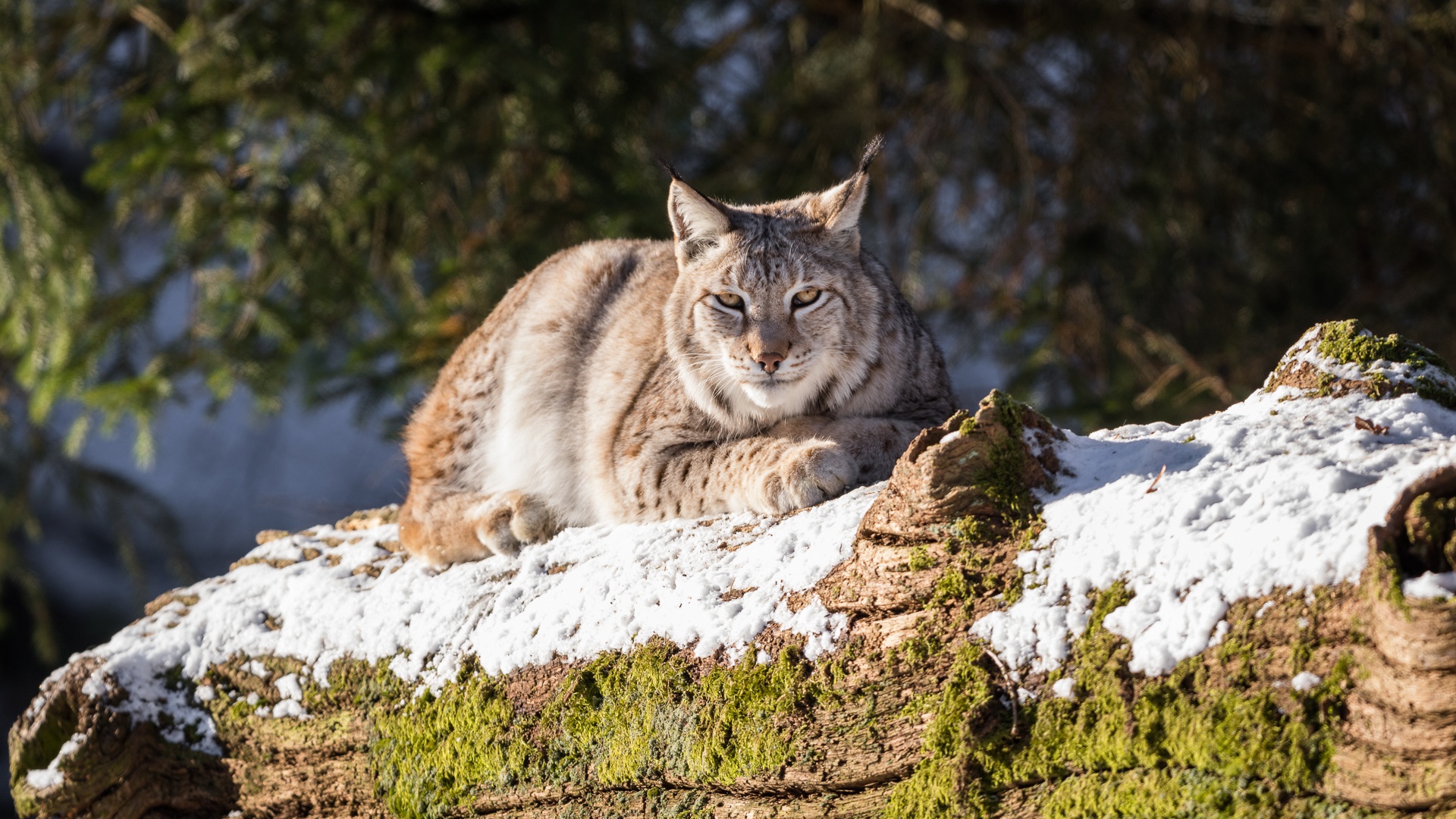 Descarga gratis la imagen Animales, Gatos, Lince en el escritorio de tu PC