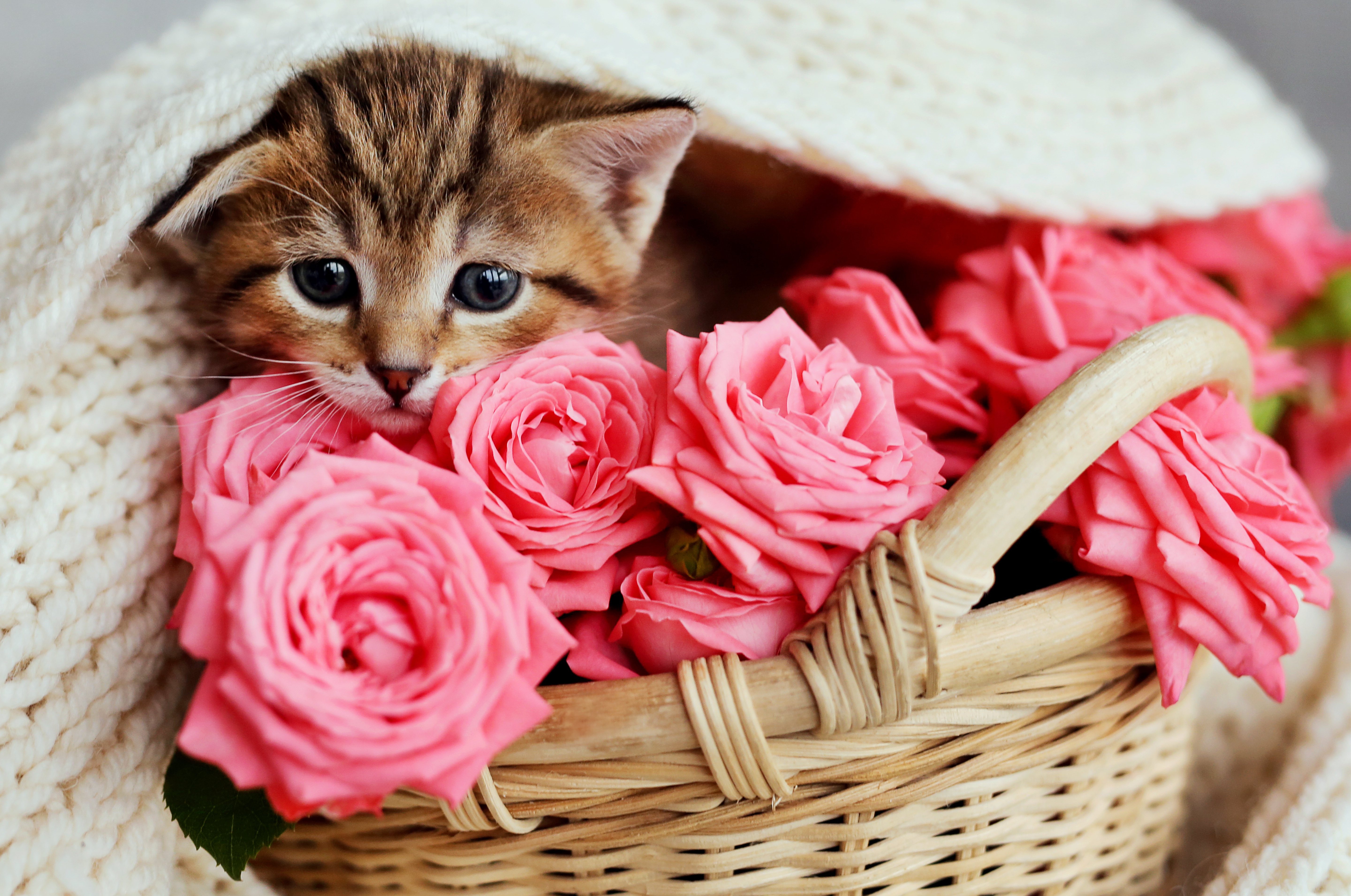 Download mobile wallpaper Cats, Flower, Cat, Rose, Kitten, Animal, Basket, Baby Animal for free.