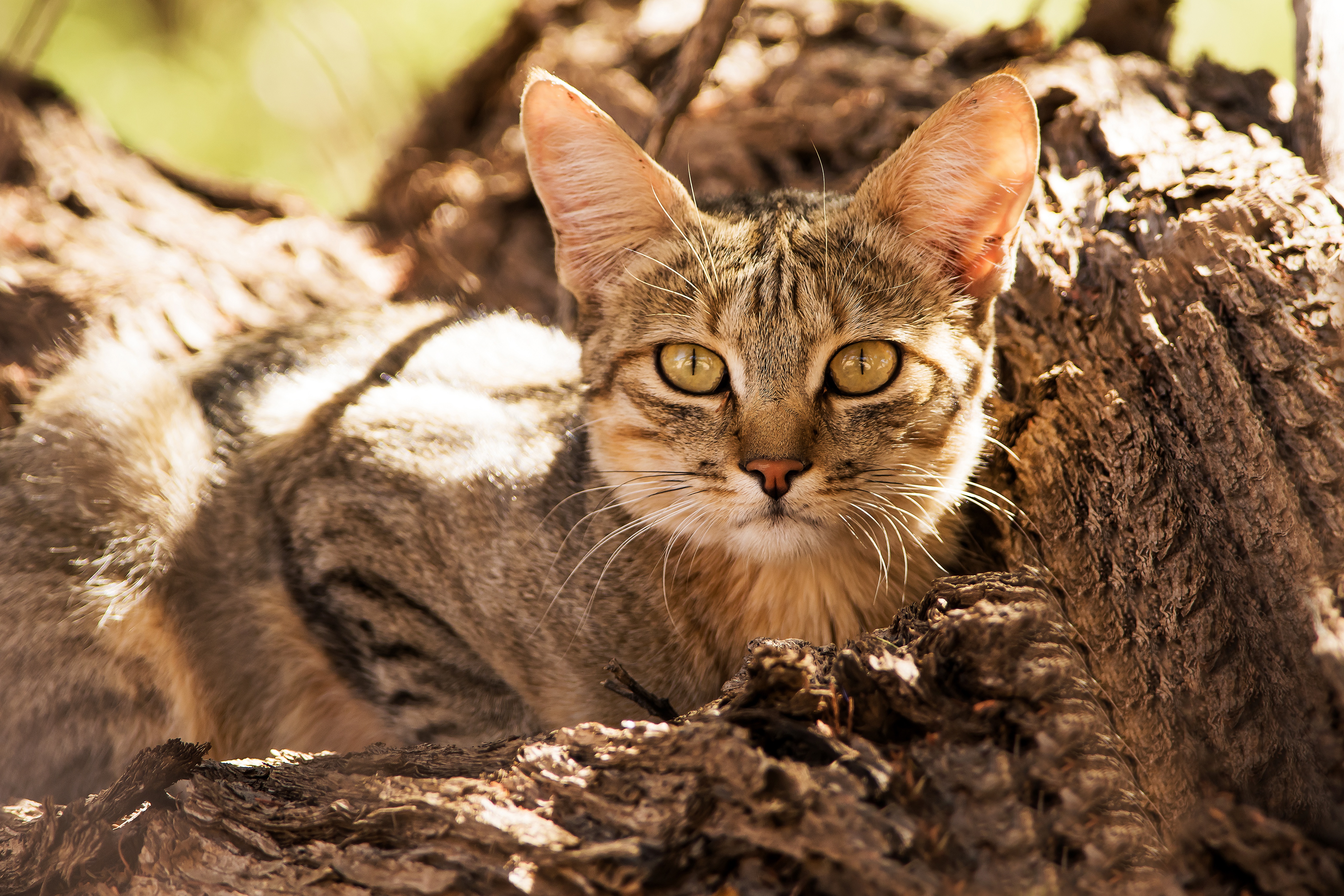 Descarga gratuita de fondo de pantalla para móvil de Animales, Gatos, Gato.