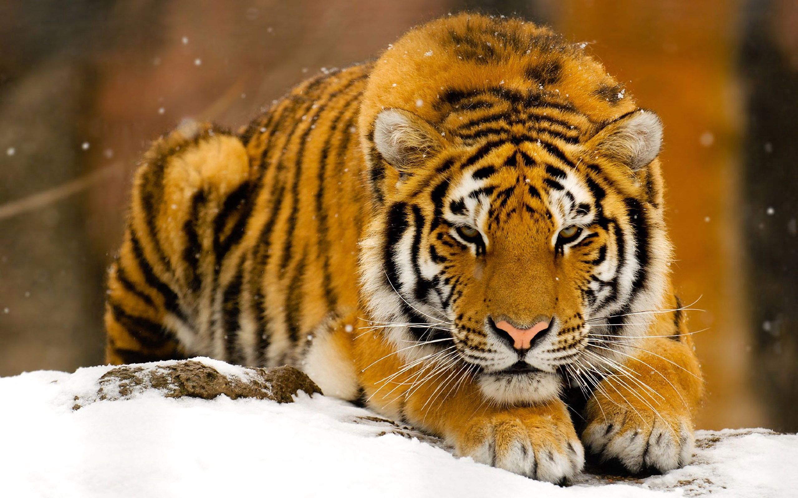 Скачать обои бесплатно Лежать, Снег, Животные, Большая Кошка, Тигр картинка на рабочий стол ПК