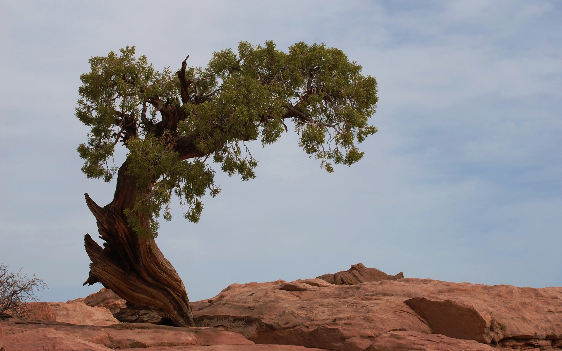 Laden Sie das Erde/natur, Verdrehter Baum-Bild kostenlos auf Ihren PC-Desktop herunter