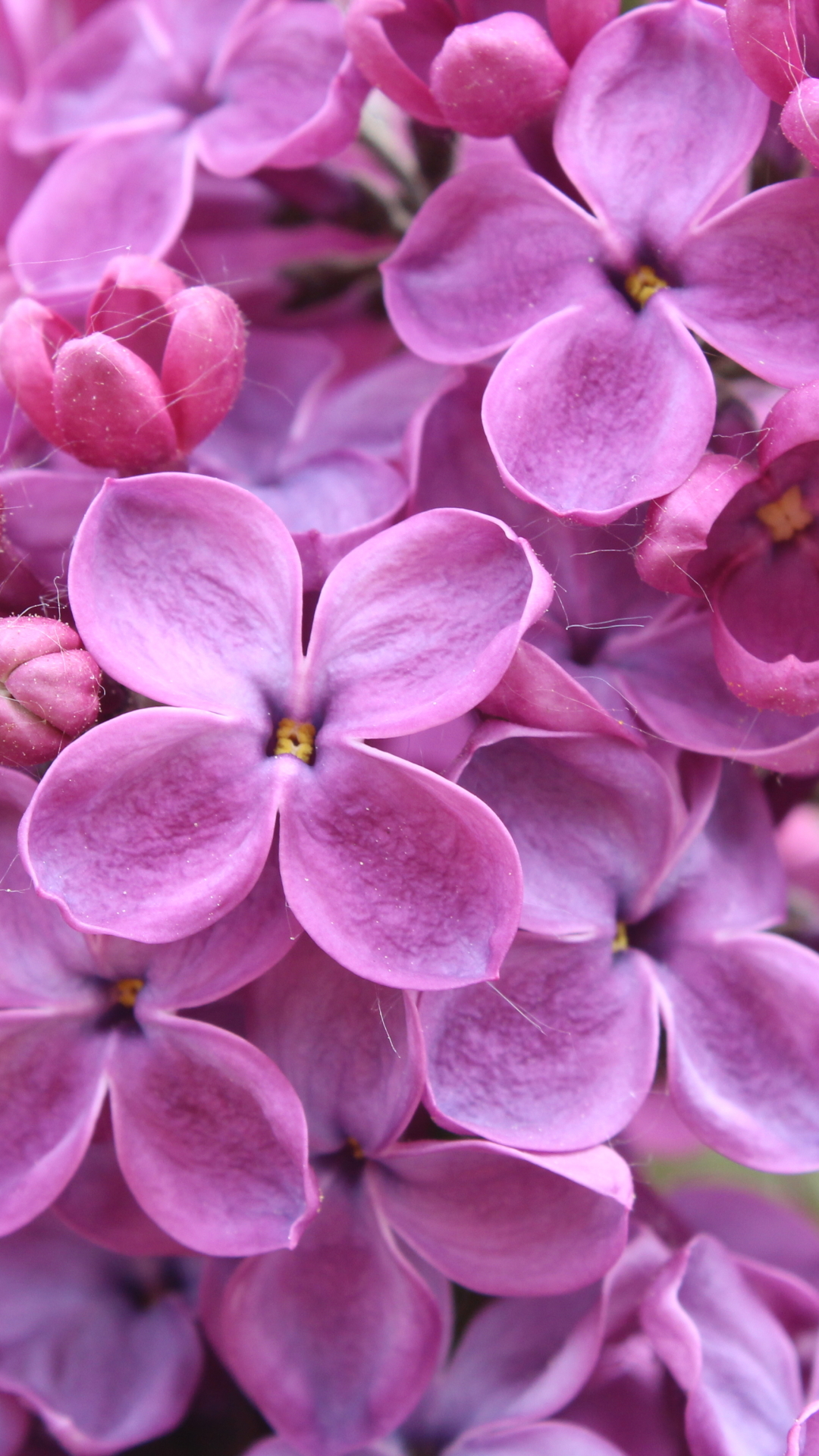 Descarga gratuita de fondo de pantalla para móvil de Naturaleza, Flores, Lila, Flor, De Cerca, Flor Purpura, Tierra/naturaleza.