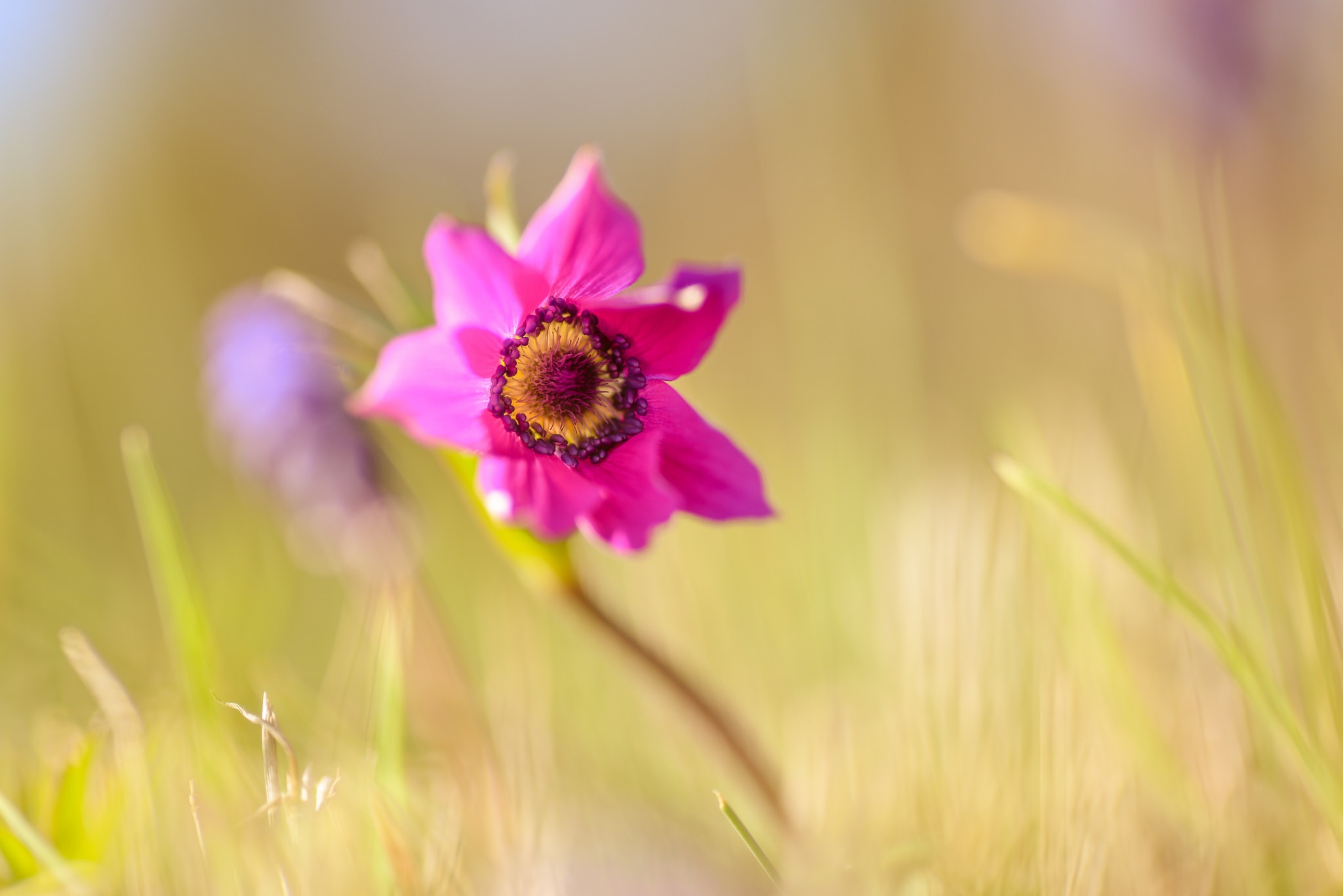 Free download wallpaper Nature, Flowers, Flower, Earth, Anemone, Pink Flower on your PC desktop