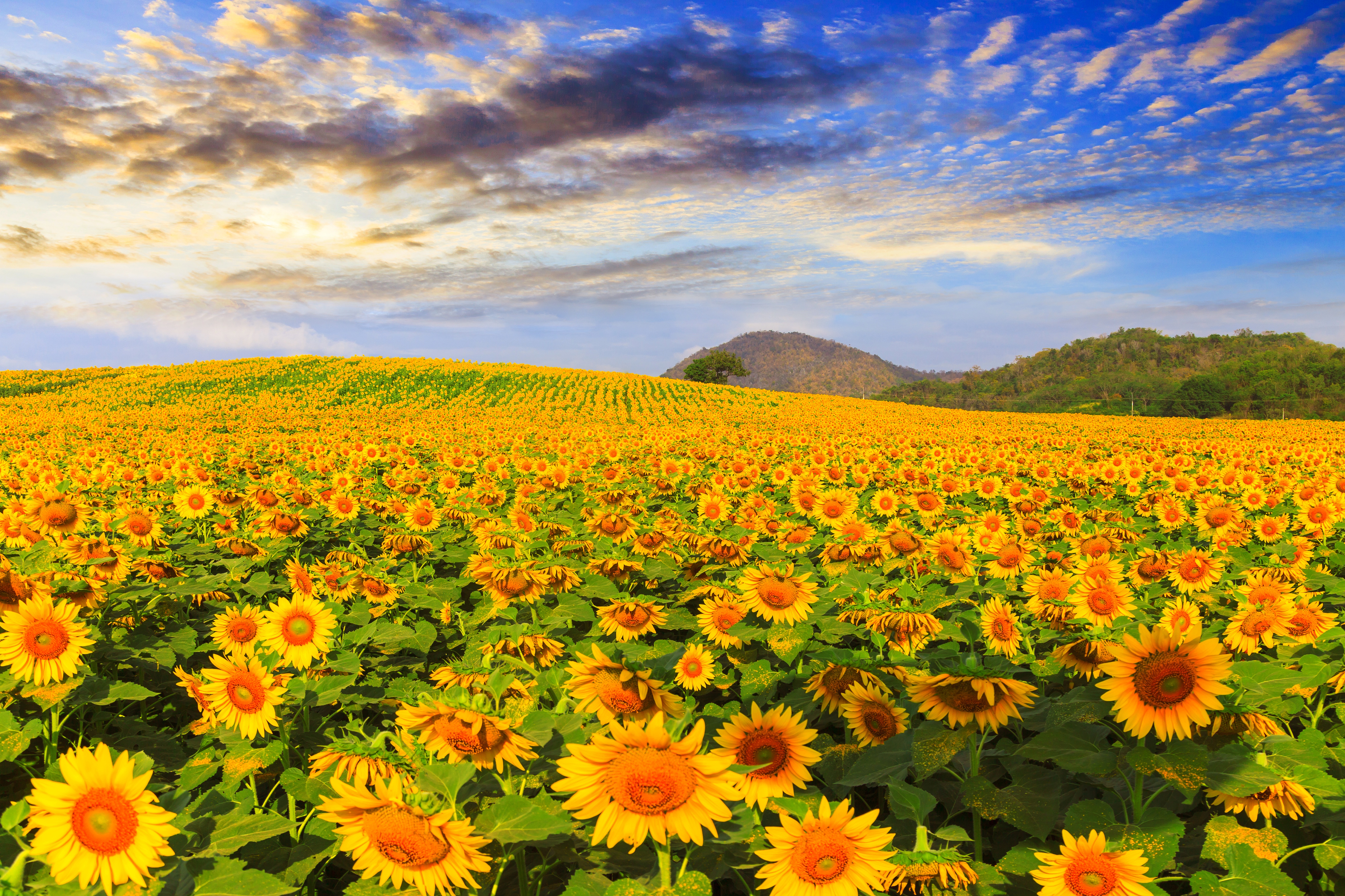 PCデスクトップに自然, フラワーズ, ひまわり, 夏, 花, 地球, 黄色い花, 分野画像を無料でダウンロード