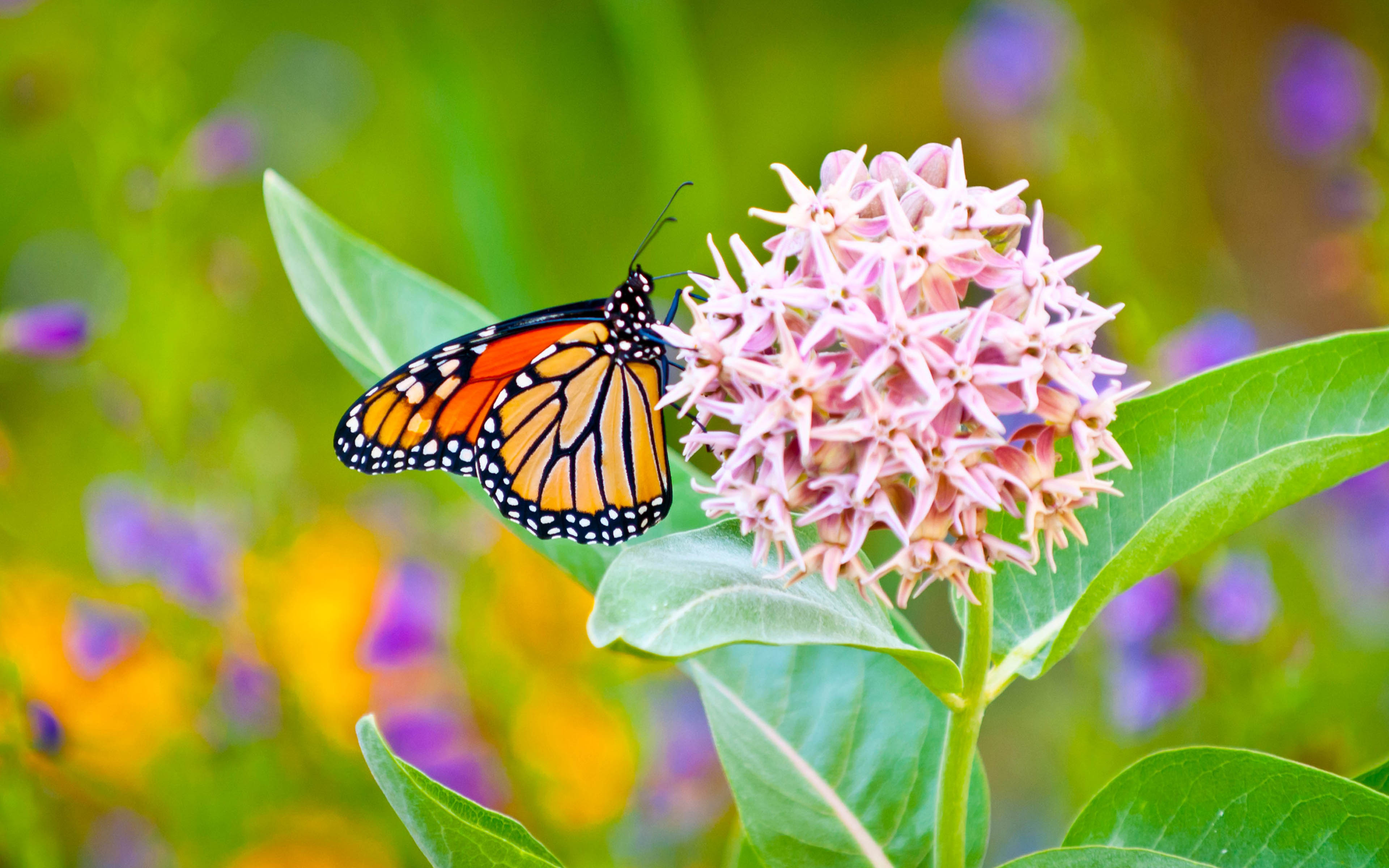 979506 завантажити шпалери тварина, метелик, квітка, молочай, метелик монарх - заставки і картинки безкоштовно