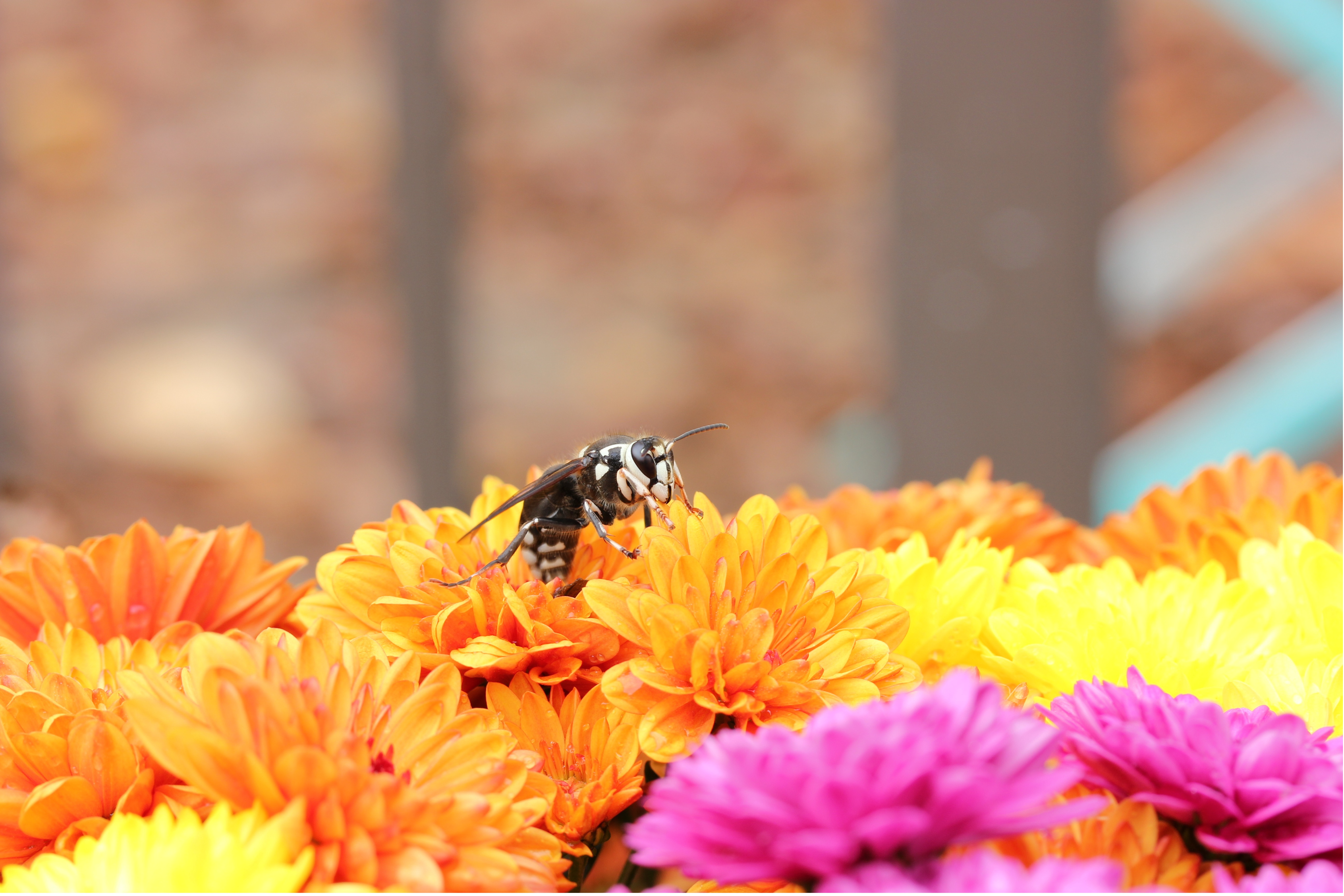 Handy-Wallpaper Tiere, Insekten, Blume, Makro, Insekt, Biene, Gelbe Blume kostenlos herunterladen.
