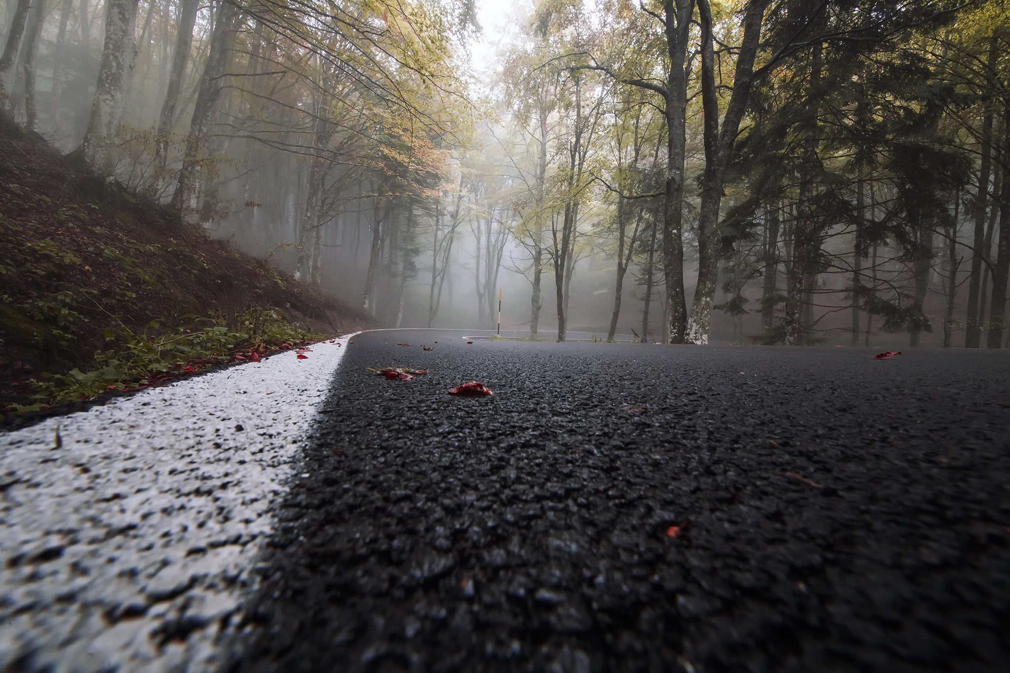 Download mobile wallpaper Nature, Road, Forest, Tree, Fog, Man Made for free.