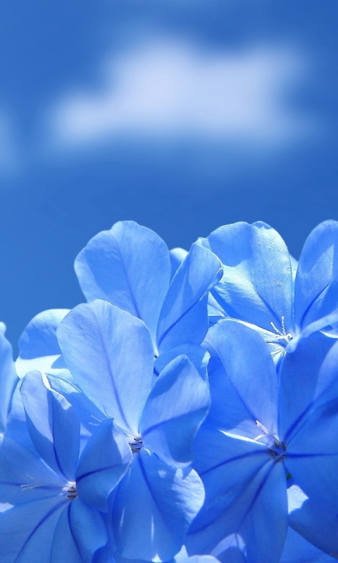 Download mobile wallpaper Flowers, Flower, Earth, Blue Flower for free.