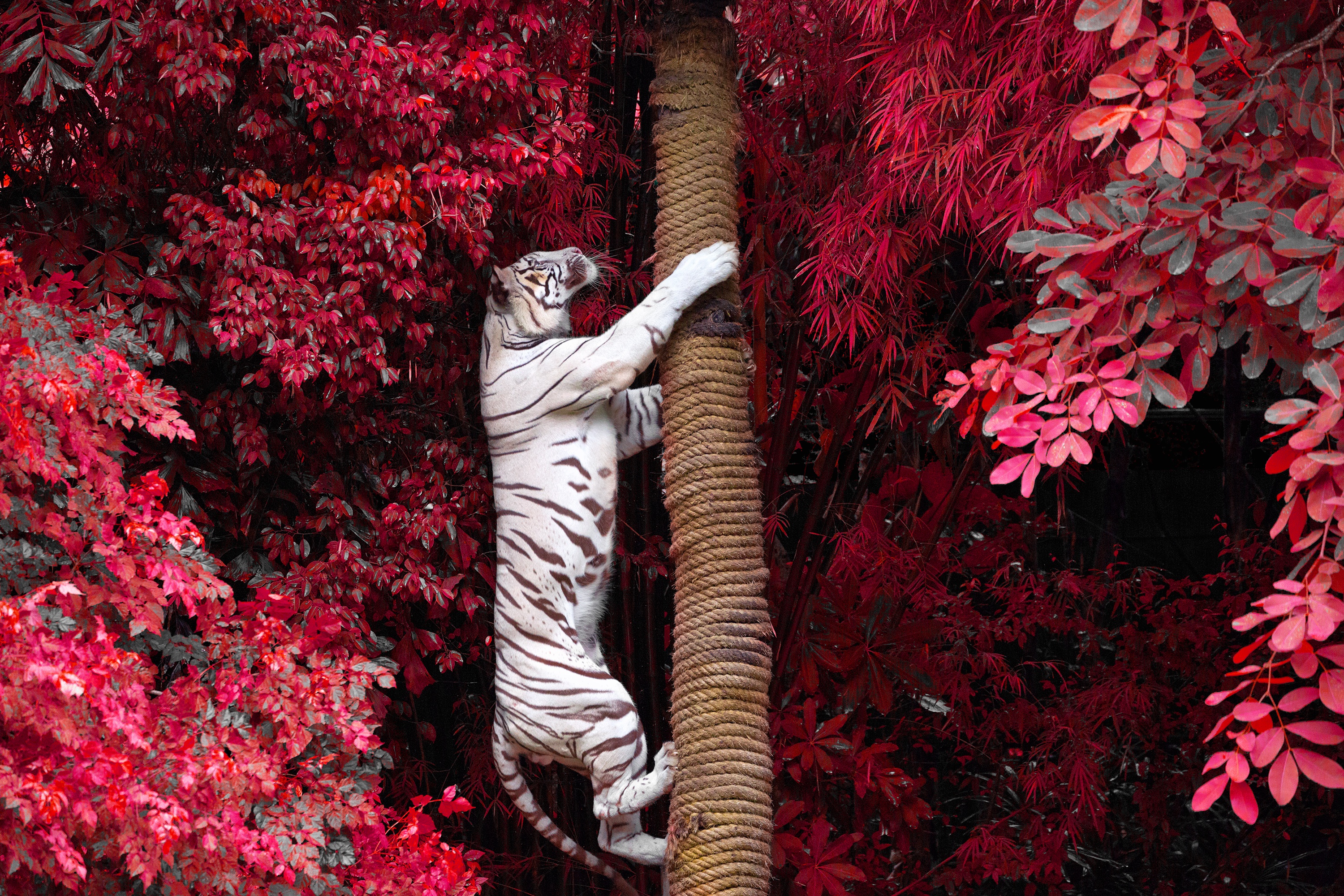 Baixar papel de parede para celular de Animais, Tigre Branco gratuito.