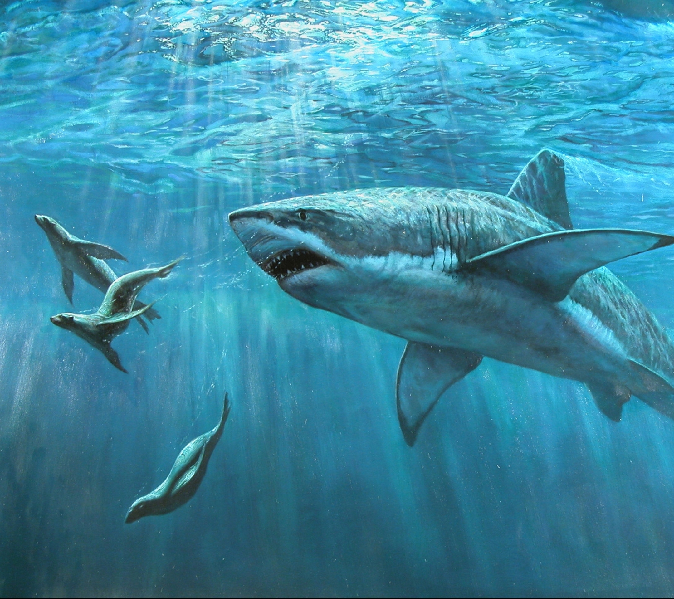 Descarga gratis la imagen Animales, Agua, Mar, Tiburones, Océano, Tiburón en el escritorio de tu PC