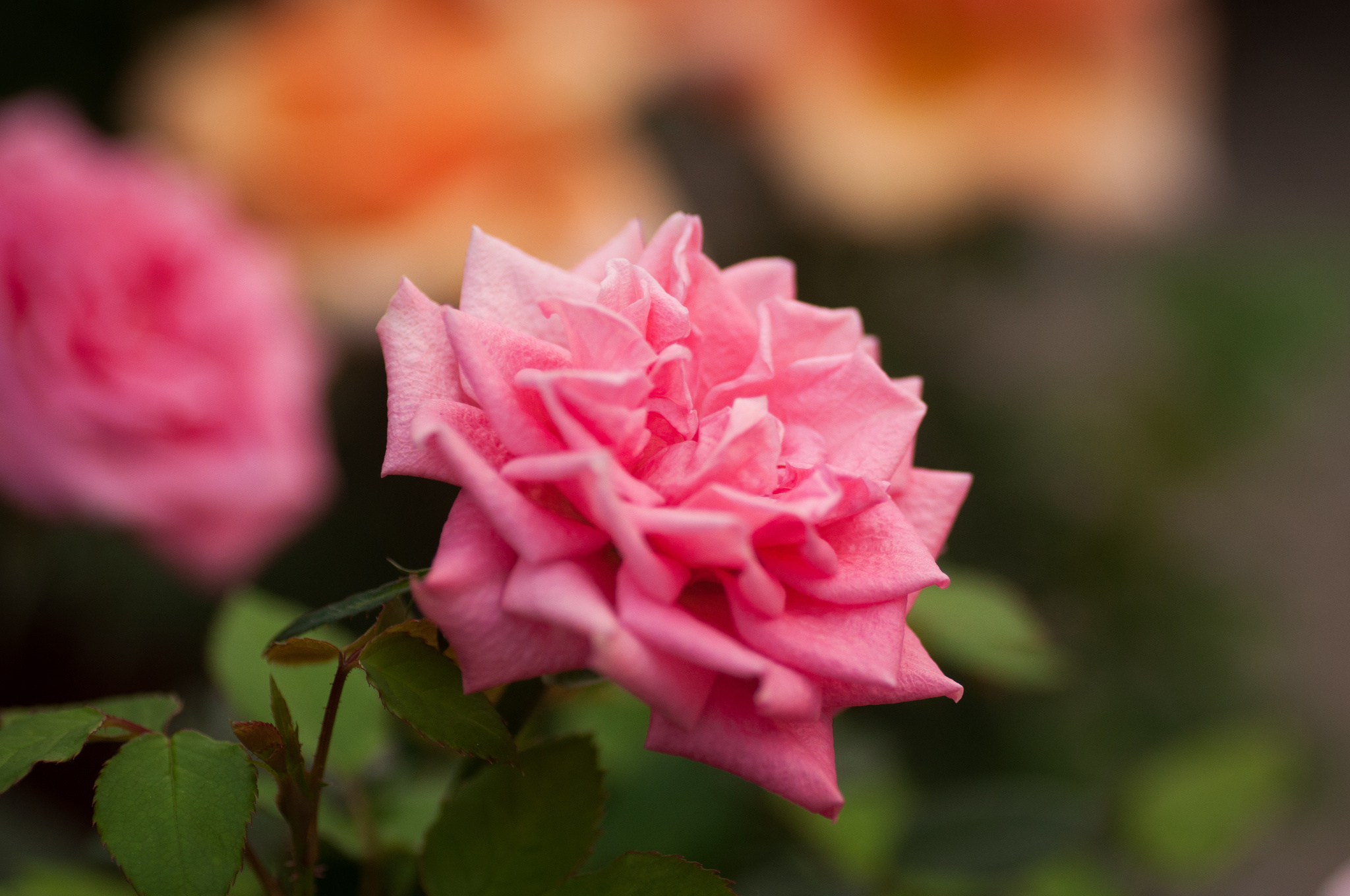 Laden Sie das Blumen, Rose, Erde/natur-Bild kostenlos auf Ihren PC-Desktop herunter