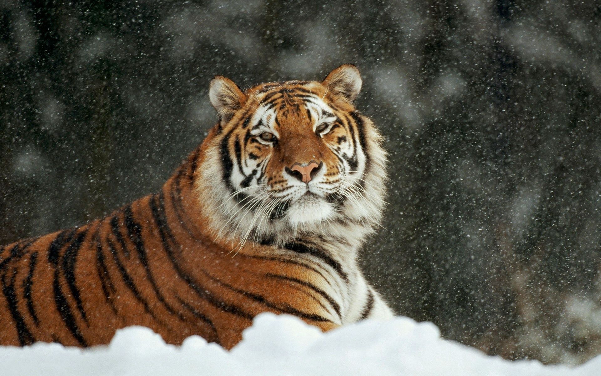 Descarga gratis la imagen Animales, Rayado, Depredador, Gato Grande, Nieve, Rayas, Tigre en el escritorio de tu PC