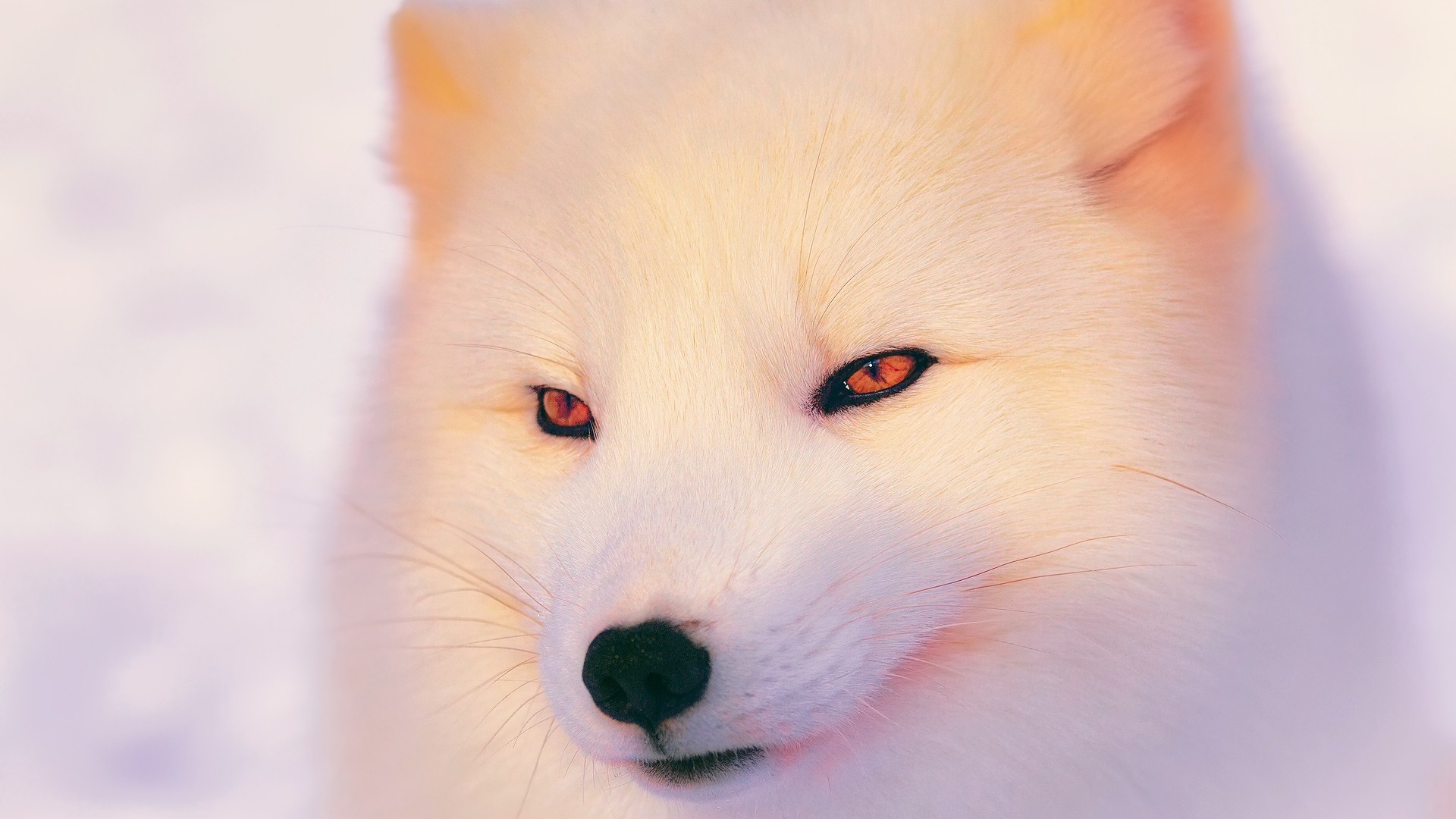 357886 baixar imagens animais, raposa do ártico, cães - papéis de parede e protetores de tela gratuitamente