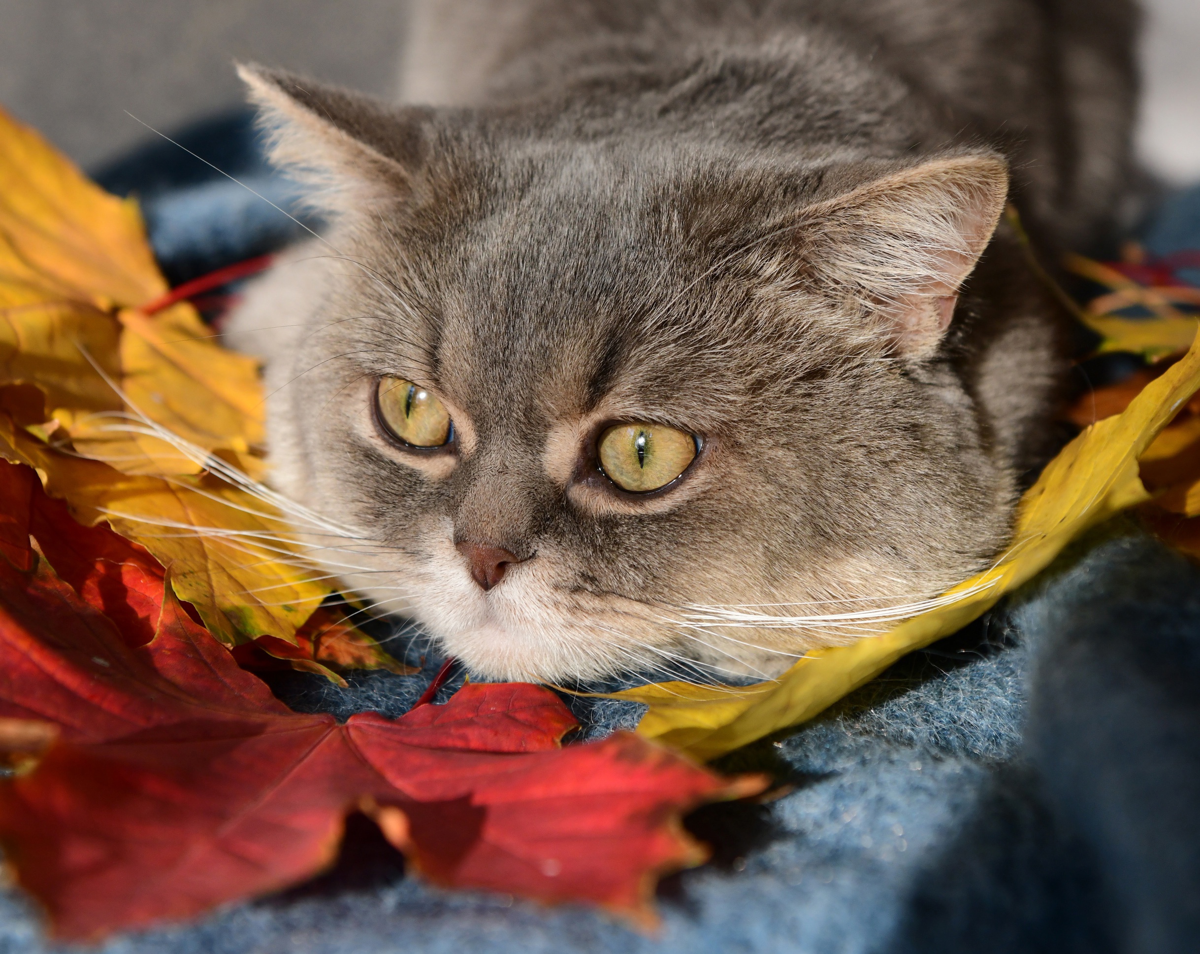 Baixar papel de parede para celular de Animais, Gatos, Gato, Folha gratuito.