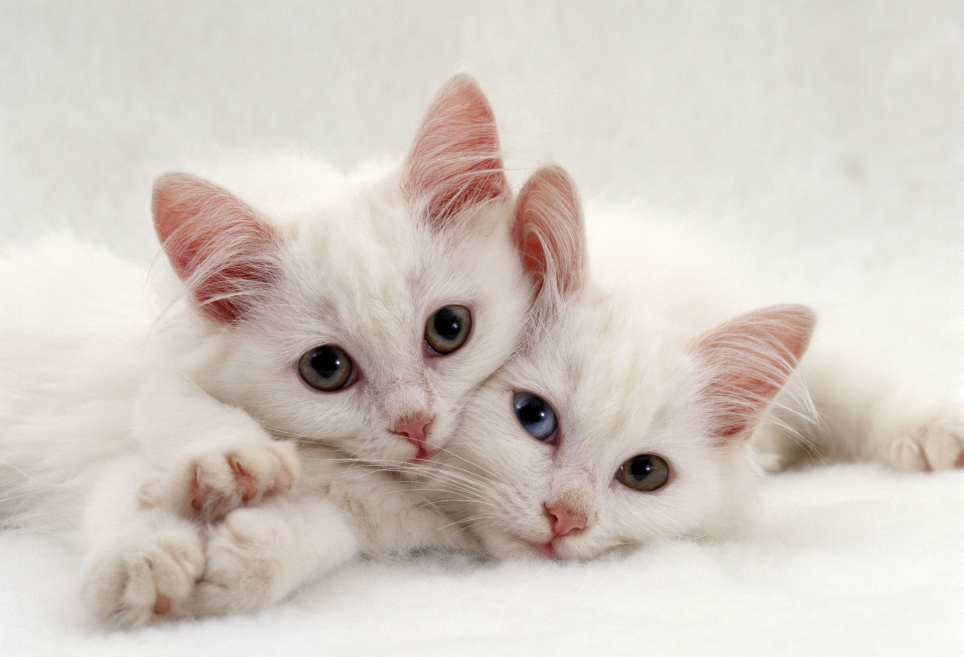 Laden Sie das Tiere, Katzen, Katze, Heterochromie-Bild kostenlos auf Ihren PC-Desktop herunter