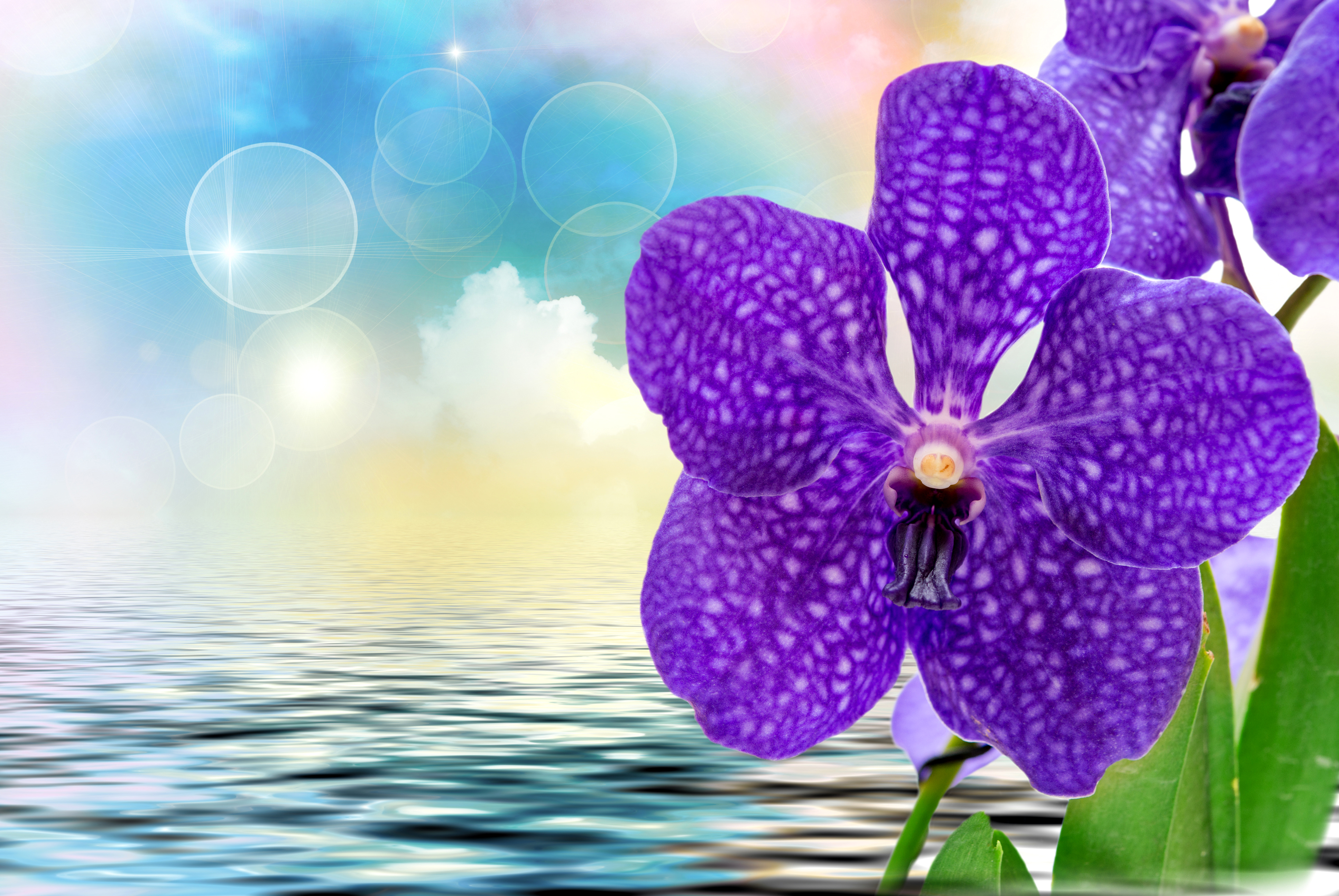 Free download wallpaper Flowers, Flower, Earth, Orchid, Purple Flower on your PC desktop