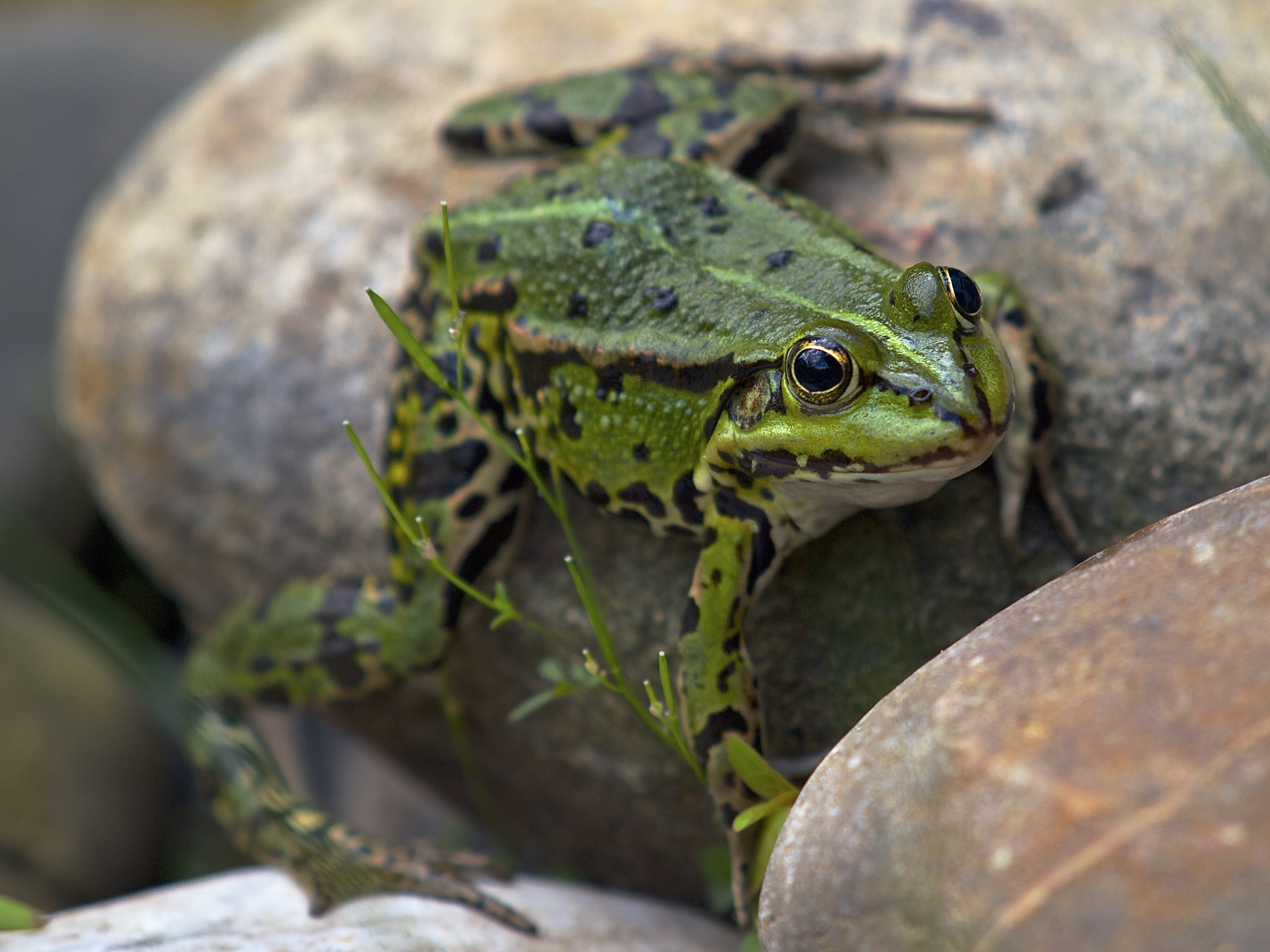Download mobile wallpaper Amphibian, Rock, Animals, Stone, Frog for free.