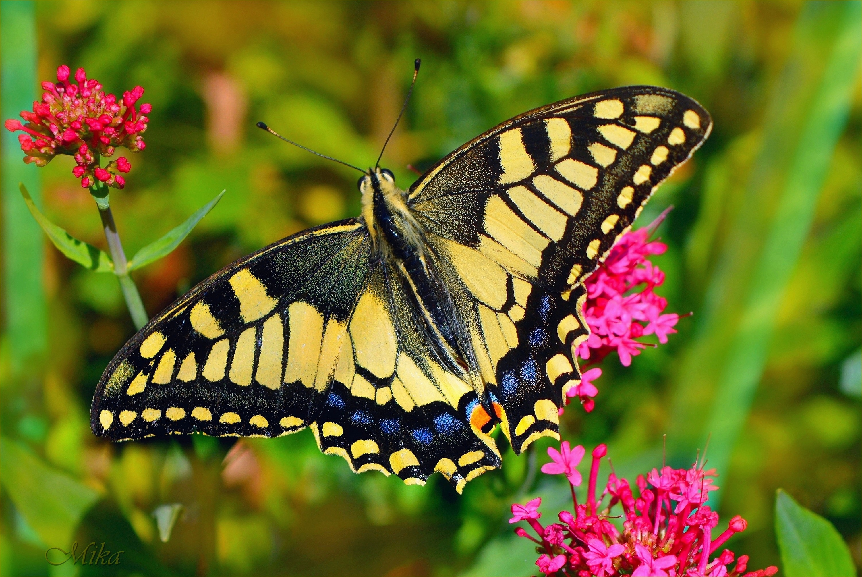 991727 Bildschirmschoner und Hintergrundbilder Schmetterlinge auf Ihrem Telefon. Laden Sie  Bilder kostenlos herunter