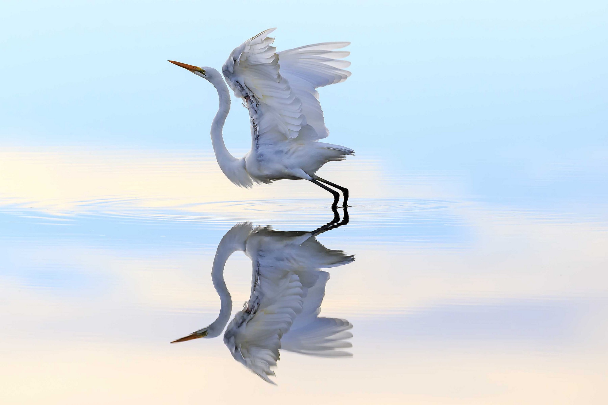 Free download wallpaper Birds, Reflection, Bird, Animal, Egret on your PC desktop