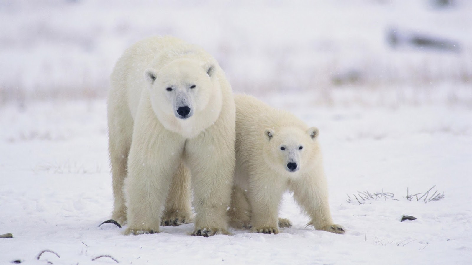 Baixar papel de parede para celular de Animais, Urso, Urso Polar gratuito.