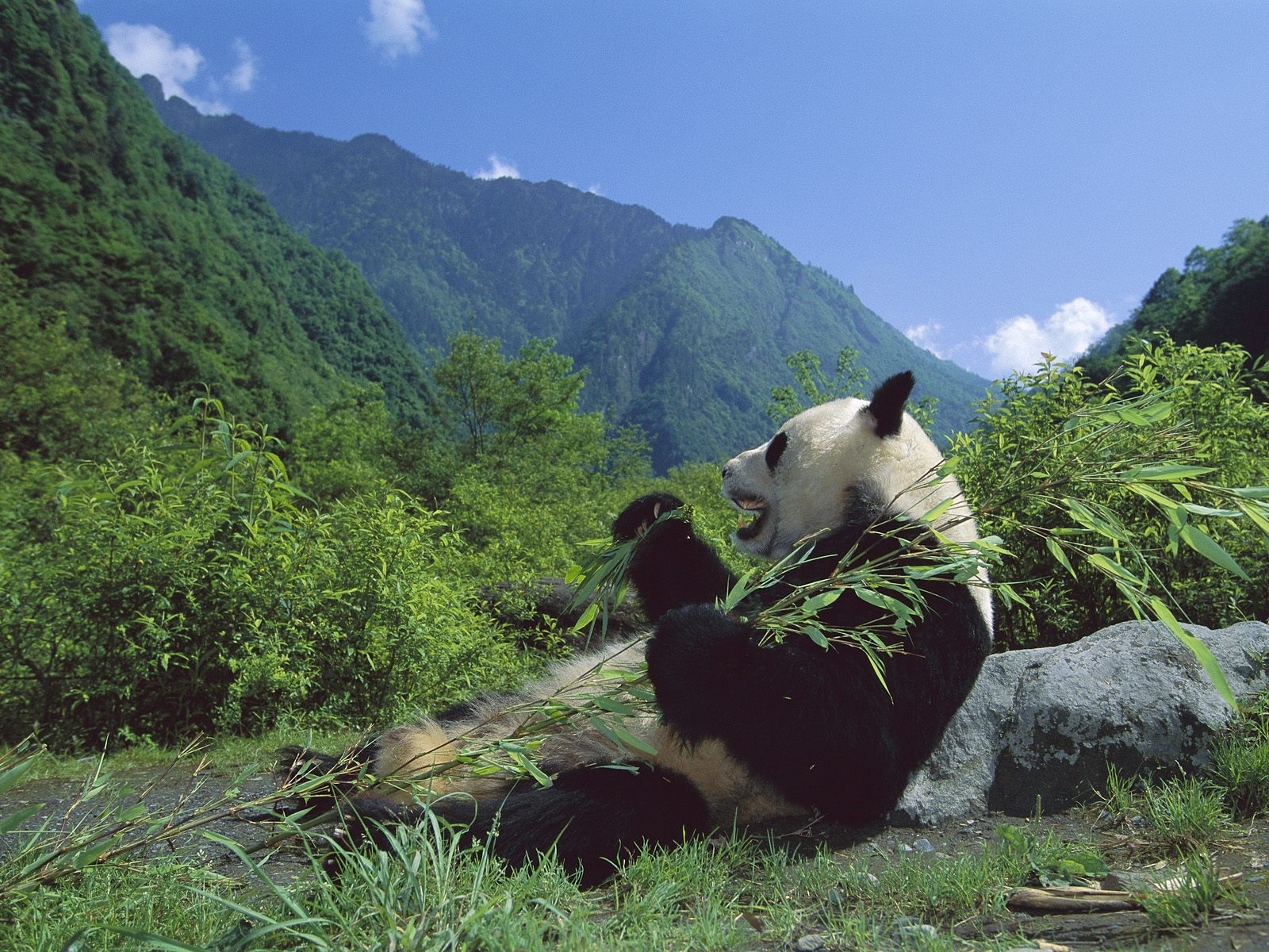 7065 descargar fondo de pantalla pandas, animales, bears: protectores de pantalla e imágenes gratis