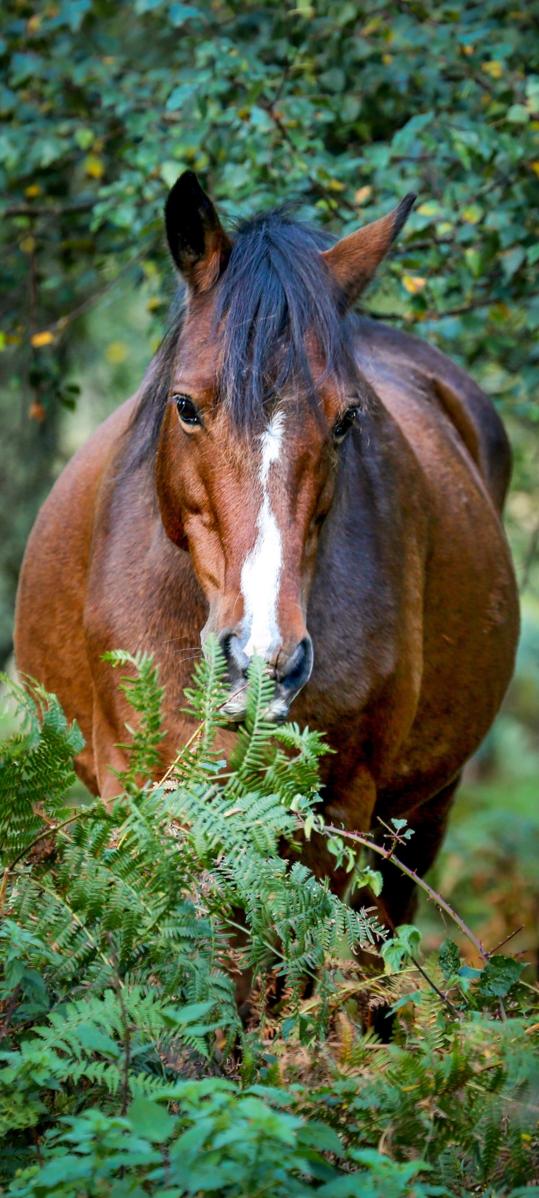 Handy-Wallpaper Tiere, Hauspferd kostenlos herunterladen.