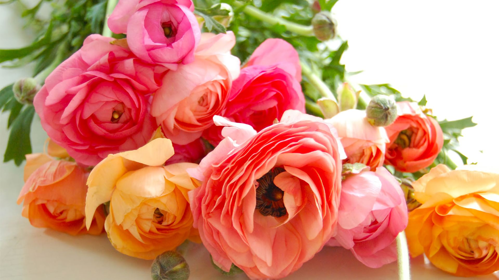 Скачати мобільні шпалери Квітка, Земля, Кольори, Рожева Квітка, Апельсинова Квітка, Ранункула, Флауерзи безкоштовно.