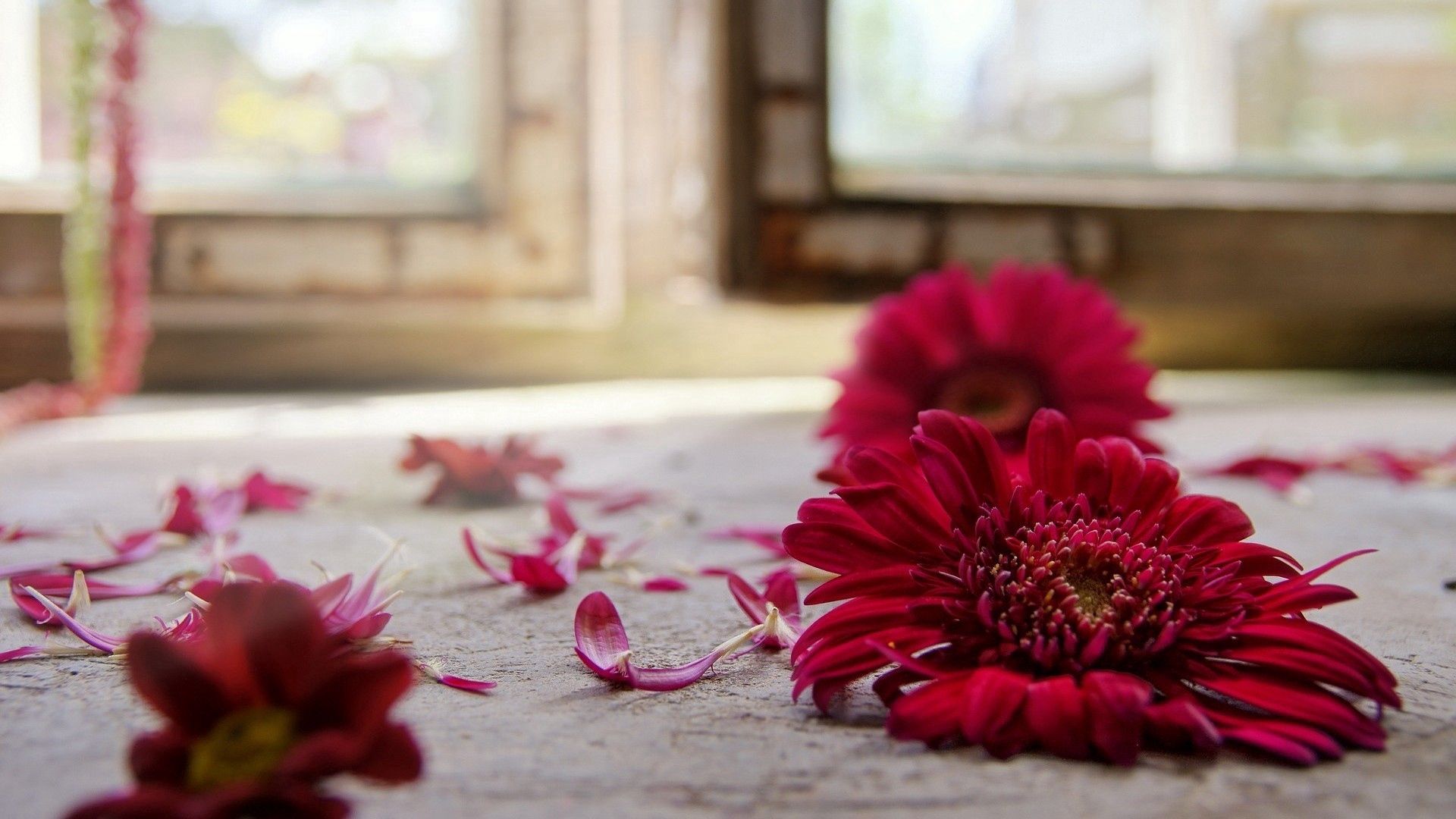 petals, flowers, gerberas, three Image for desktop