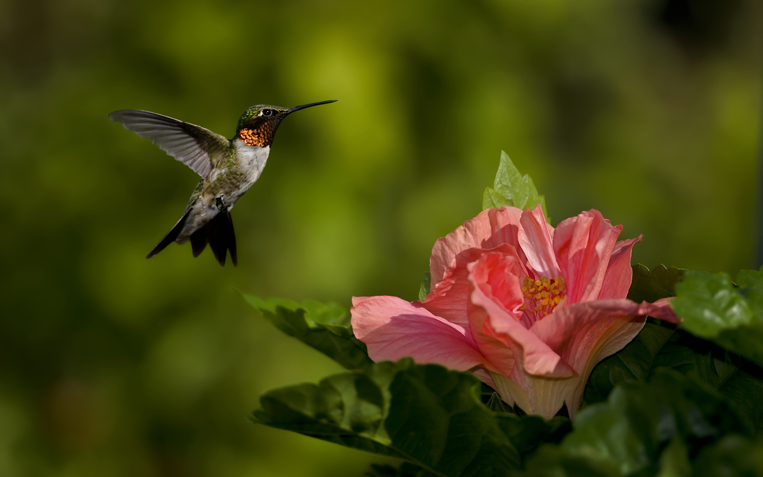 289165 descargar fondo de pantalla colibrí, animales, aves: protectores de pantalla e imágenes gratis