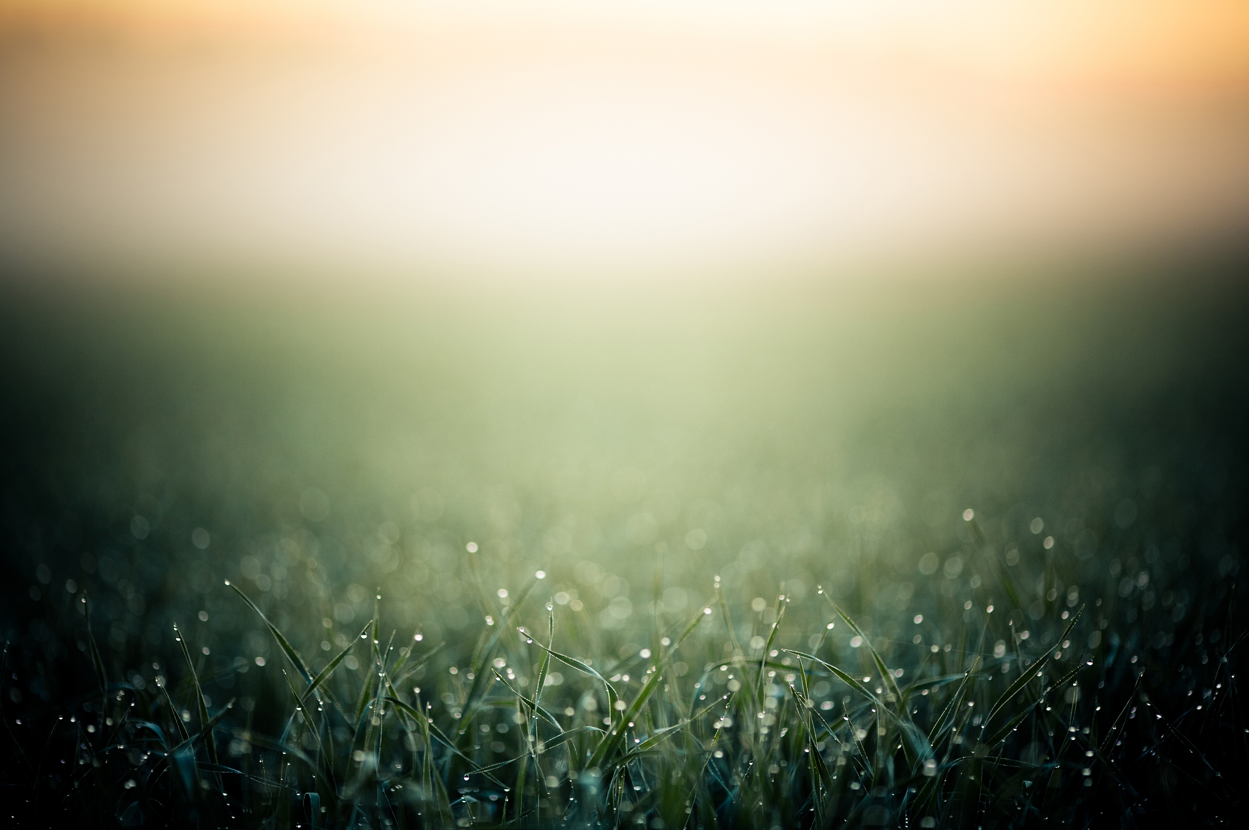 Free download wallpaper Macro, Shadow, Grass, Drops, Fog, Background on your PC desktop