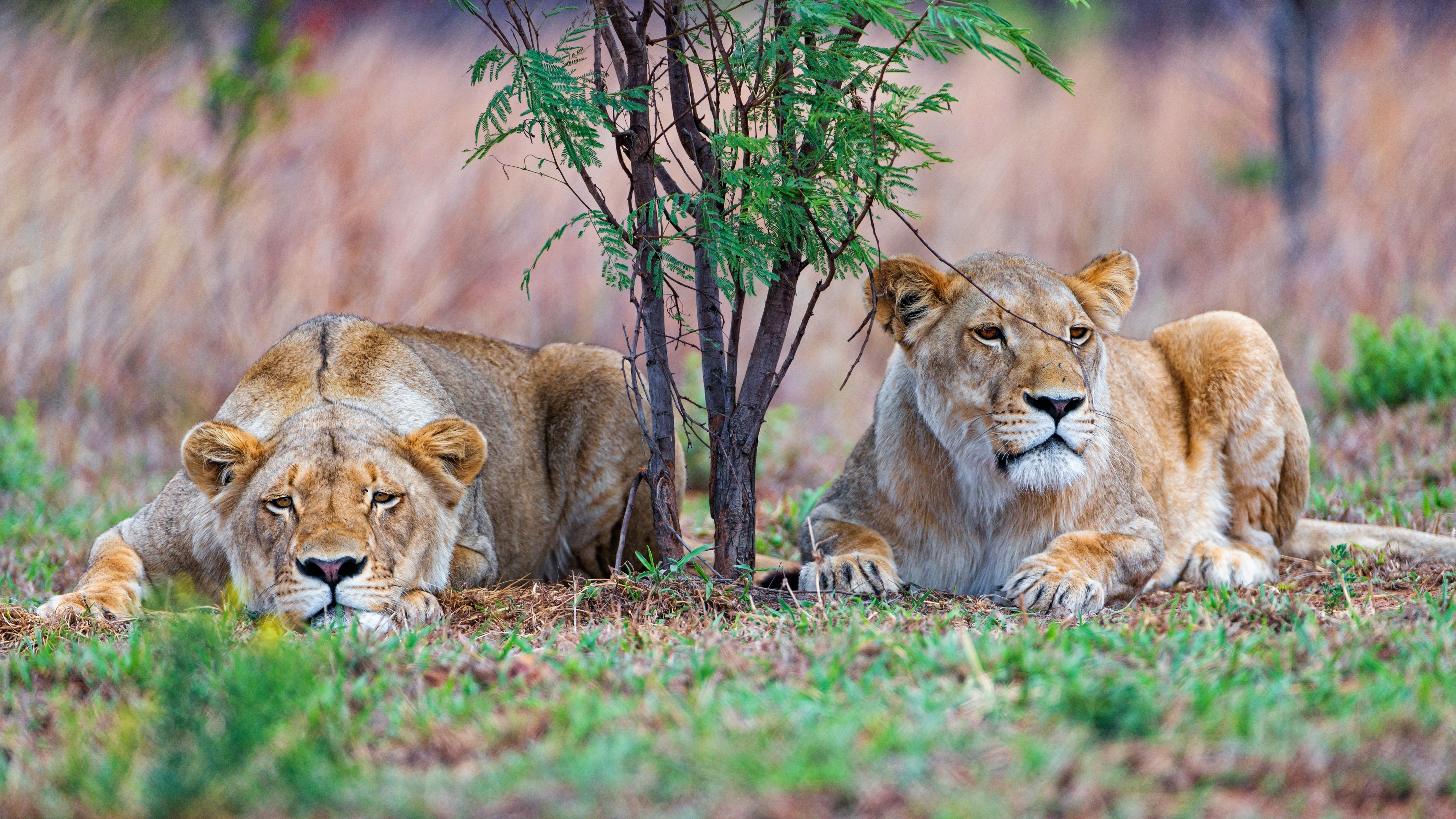 Téléchargez gratuitement l'image Lion, Chats, Animaux sur le bureau de votre PC