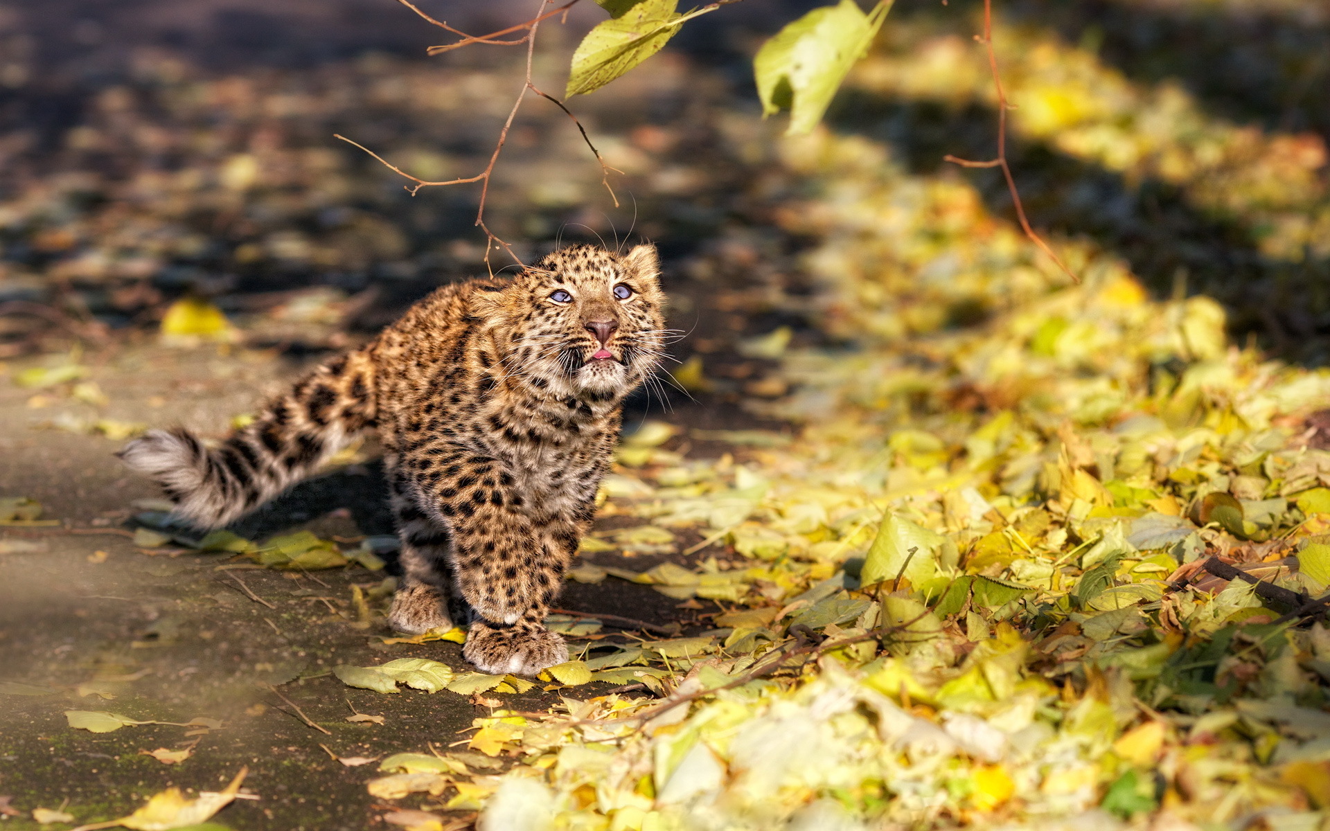 Download mobile wallpaper Cats, Leopard, Animal for free.