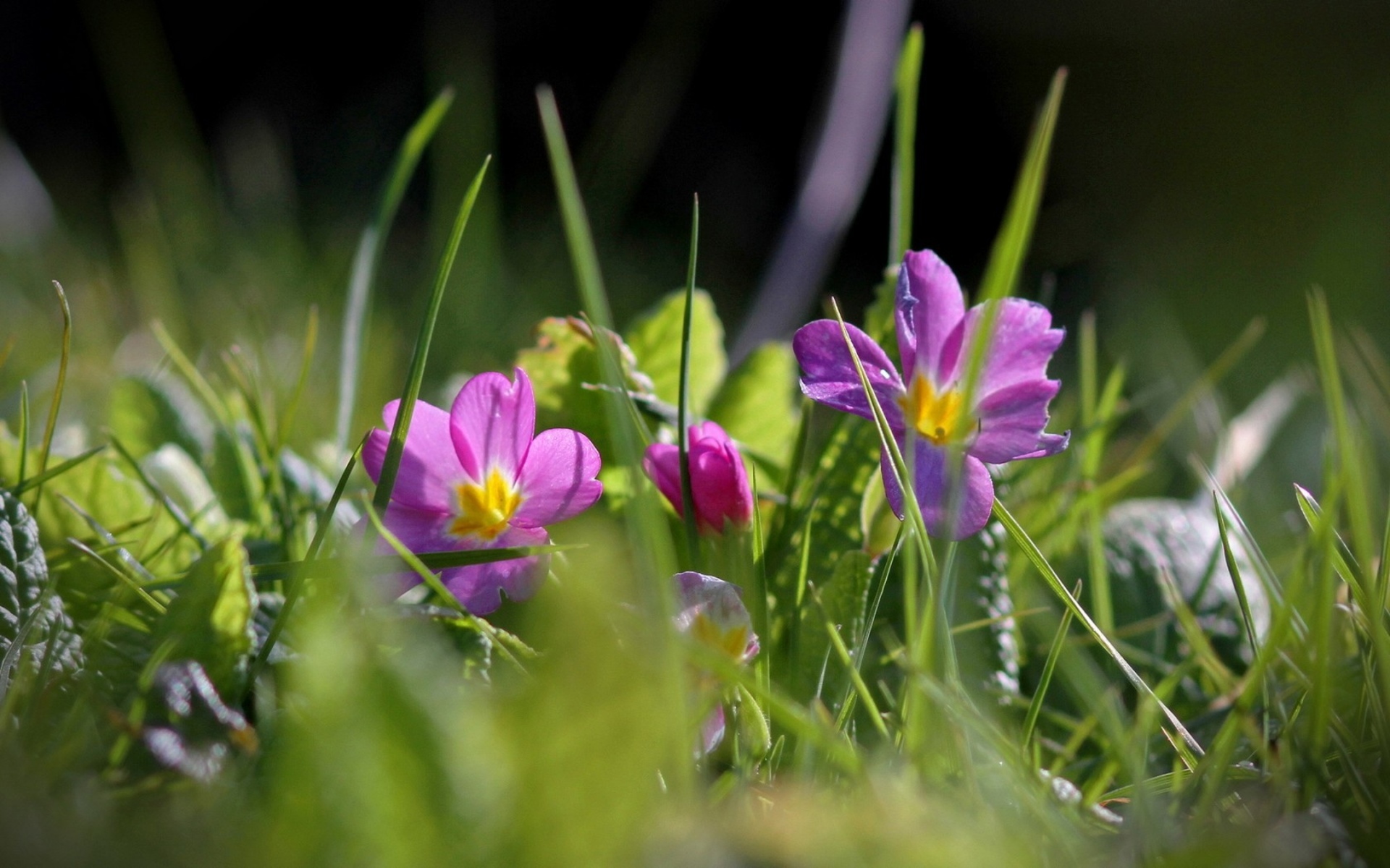 Free download wallpaper Flowers, Flower, Earth on your PC desktop