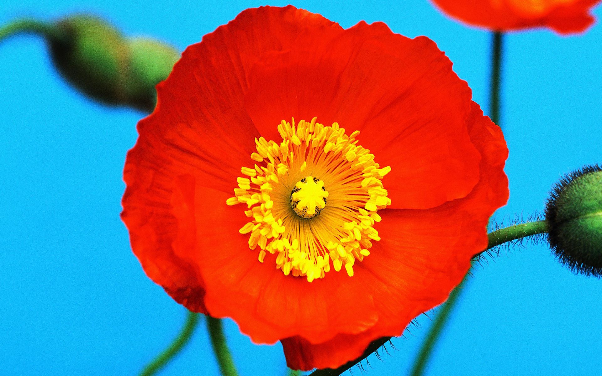 poppy, yellow, red, flower, macro, pollen High Definition image