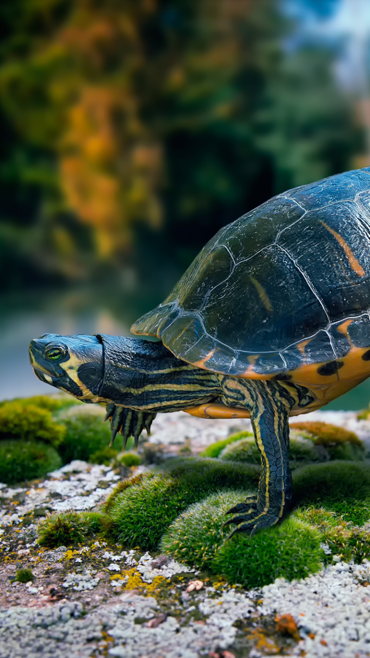 Download mobile wallpaper Turtles, Animal, Moss, Turtle for free.
