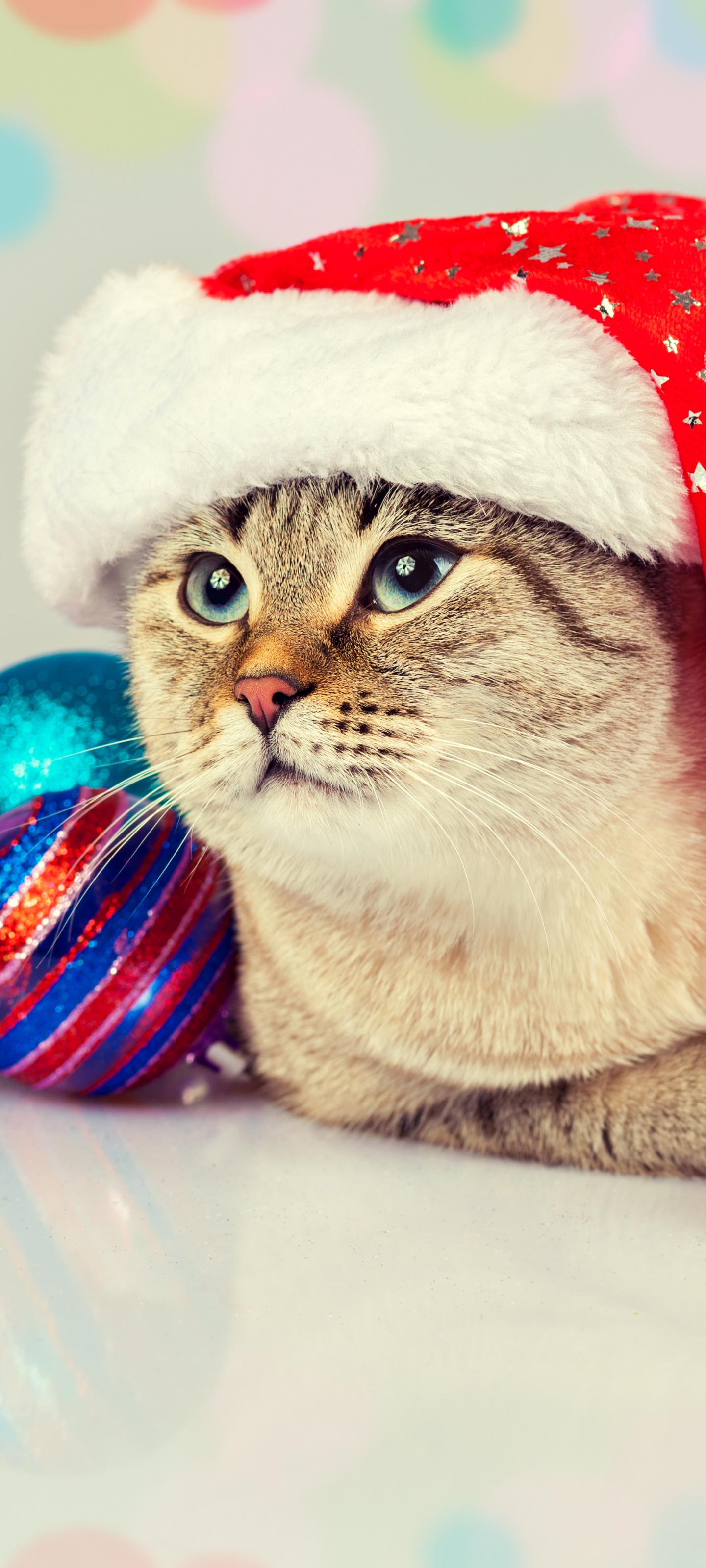 Download mobile wallpaper Cat, Christmas, Holiday, Santa Hat for free.