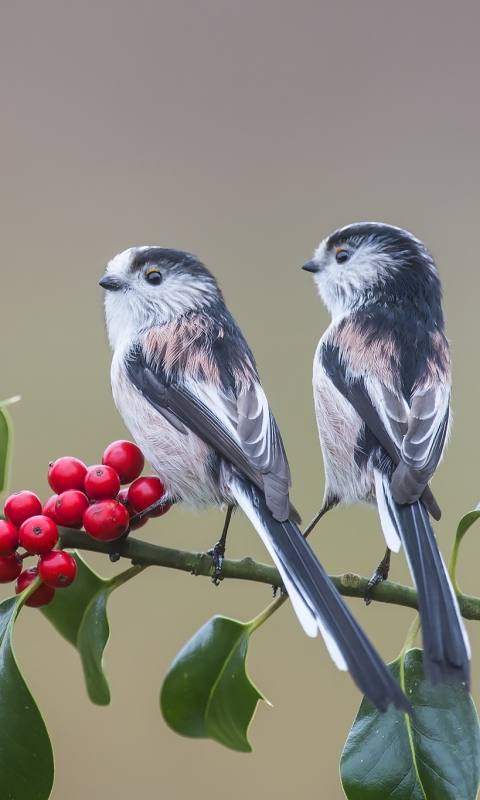 Download mobile wallpaper Birds, Bird, Berry, Animal, Titmouse, Long Tailed Tit for free.