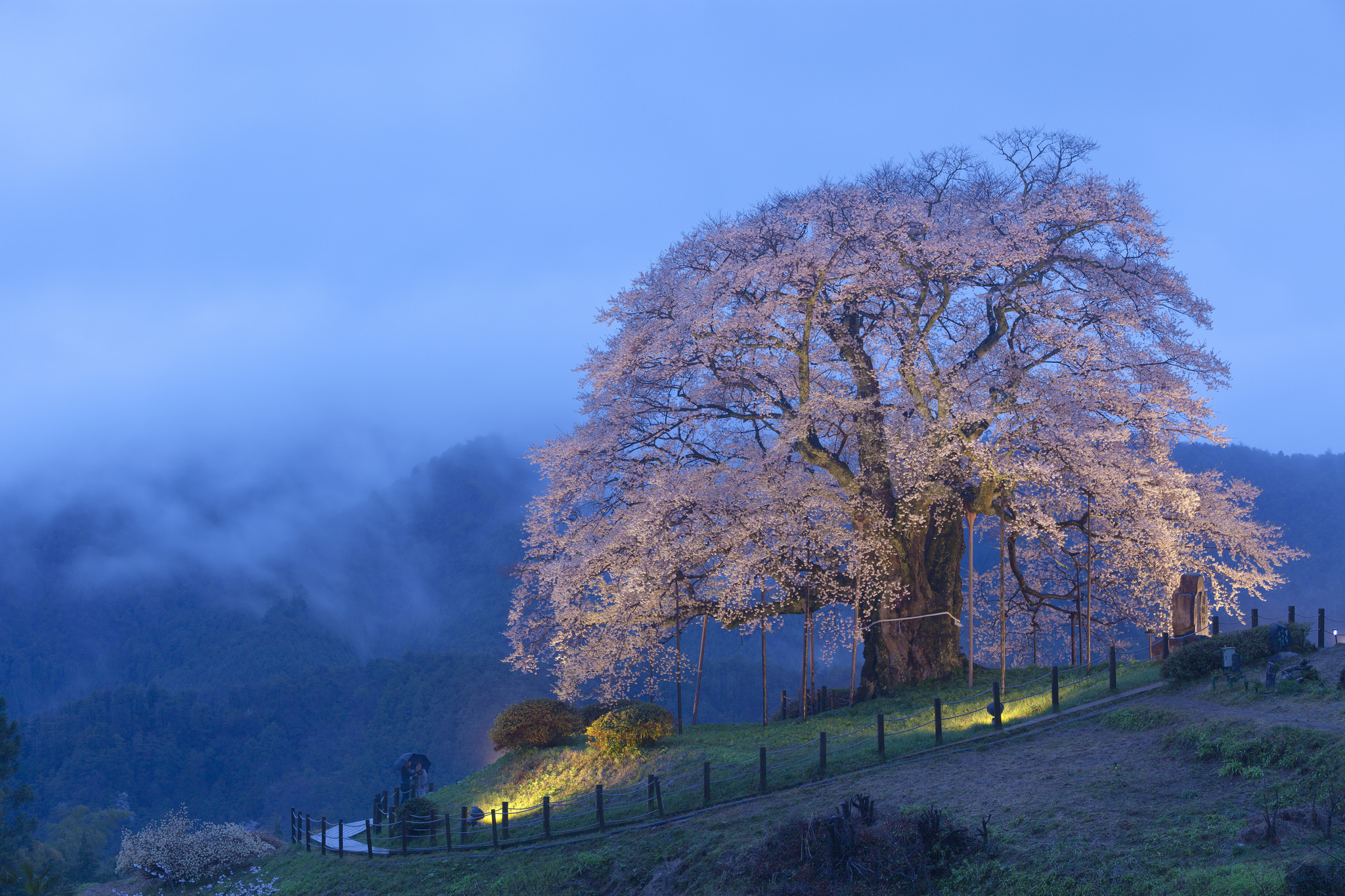 Descarga gratuita de fondo de pantalla para móvil de Árboles, Montaña, Flor Rosa, Árbol, Niebla, Nube, Tierra/naturaleza.